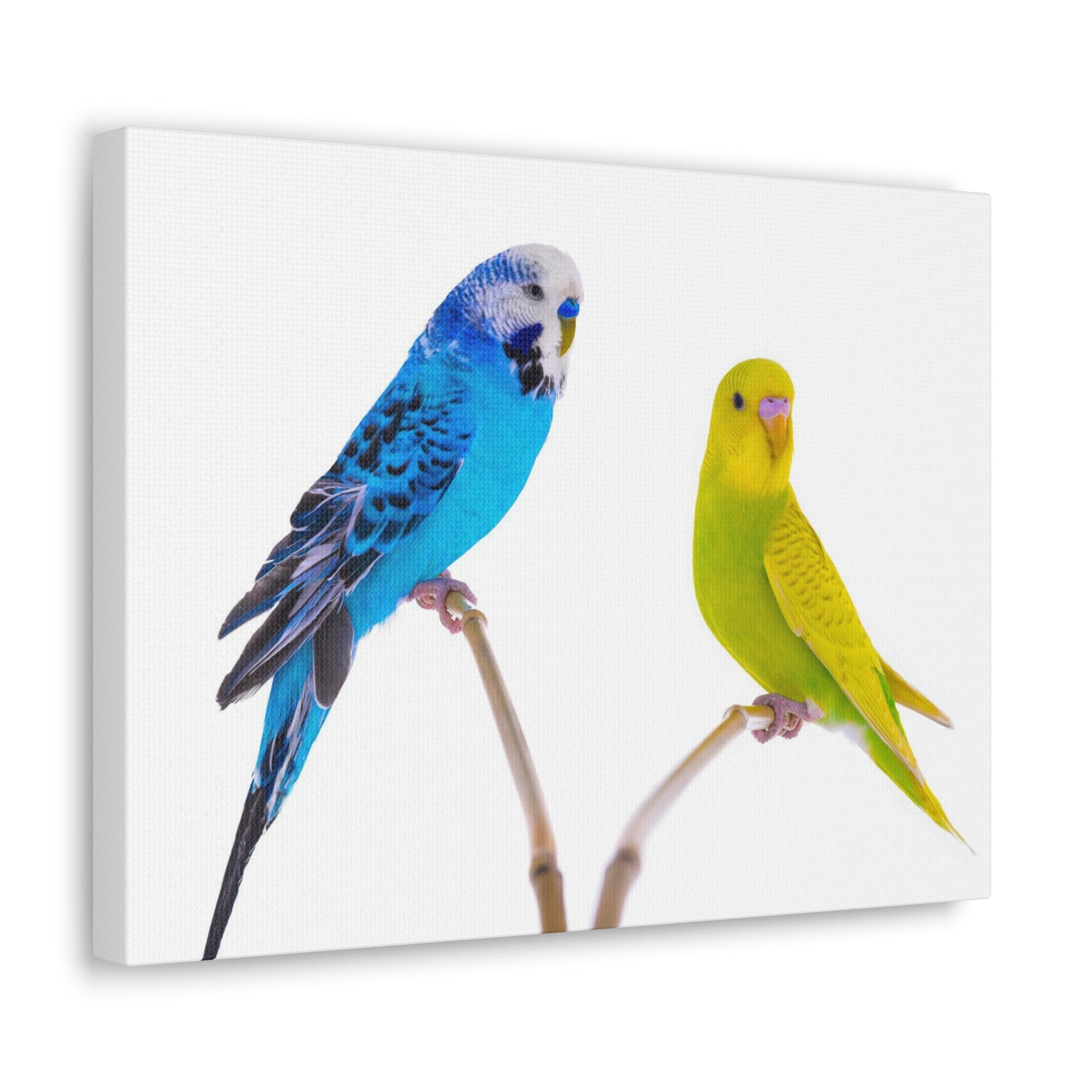 Scripture Walls Budgie Couple Budgie Troop Print Animal Wall Art Wildlife Canvas Prints Wall Art Ready to Hang Unframed-Express Your Love Gifts