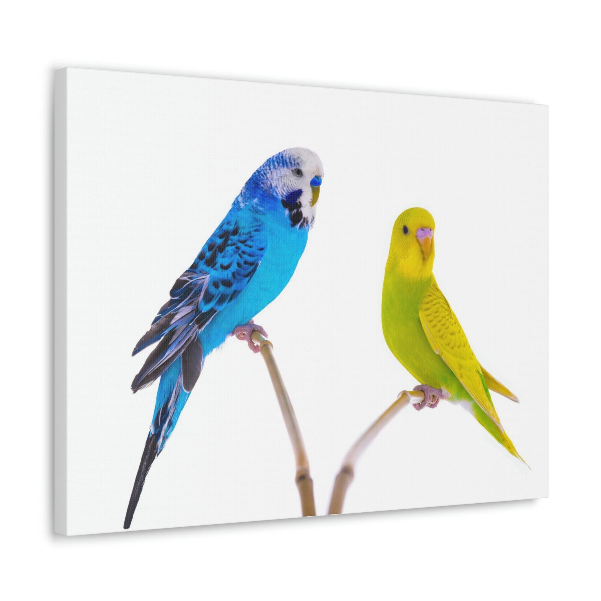 Scripture Walls Budgie Couple Budgie Troop Print Animal Wall Art Wildlife Canvas Prints Wall Art Ready to Hang Unframed-Express Your Love Gifts