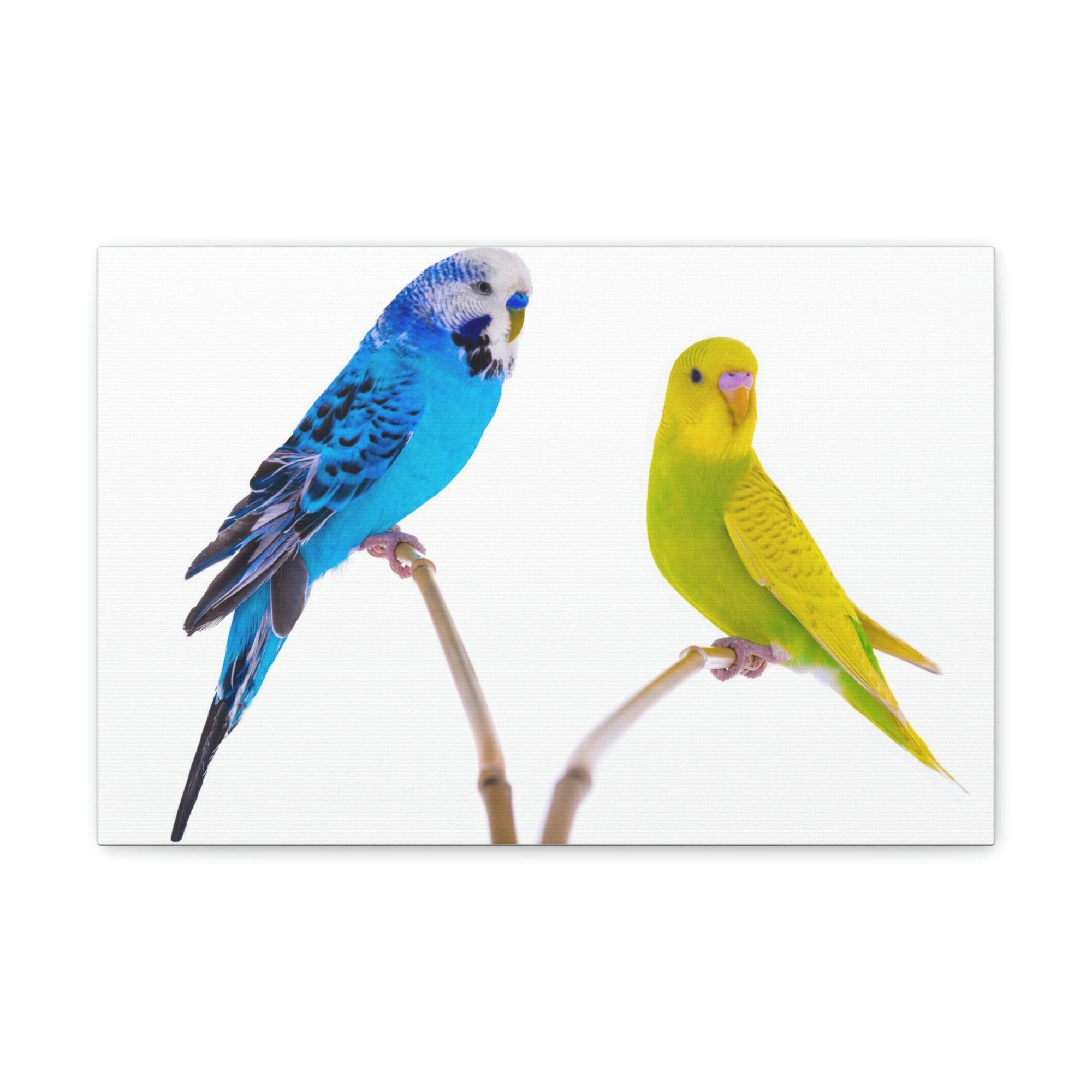 Scripture Walls Budgie Couple Budgie Troop Print Animal Wall Art Wildlife Canvas Prints Wall Art Ready to Hang Unframed-Express Your Love Gifts