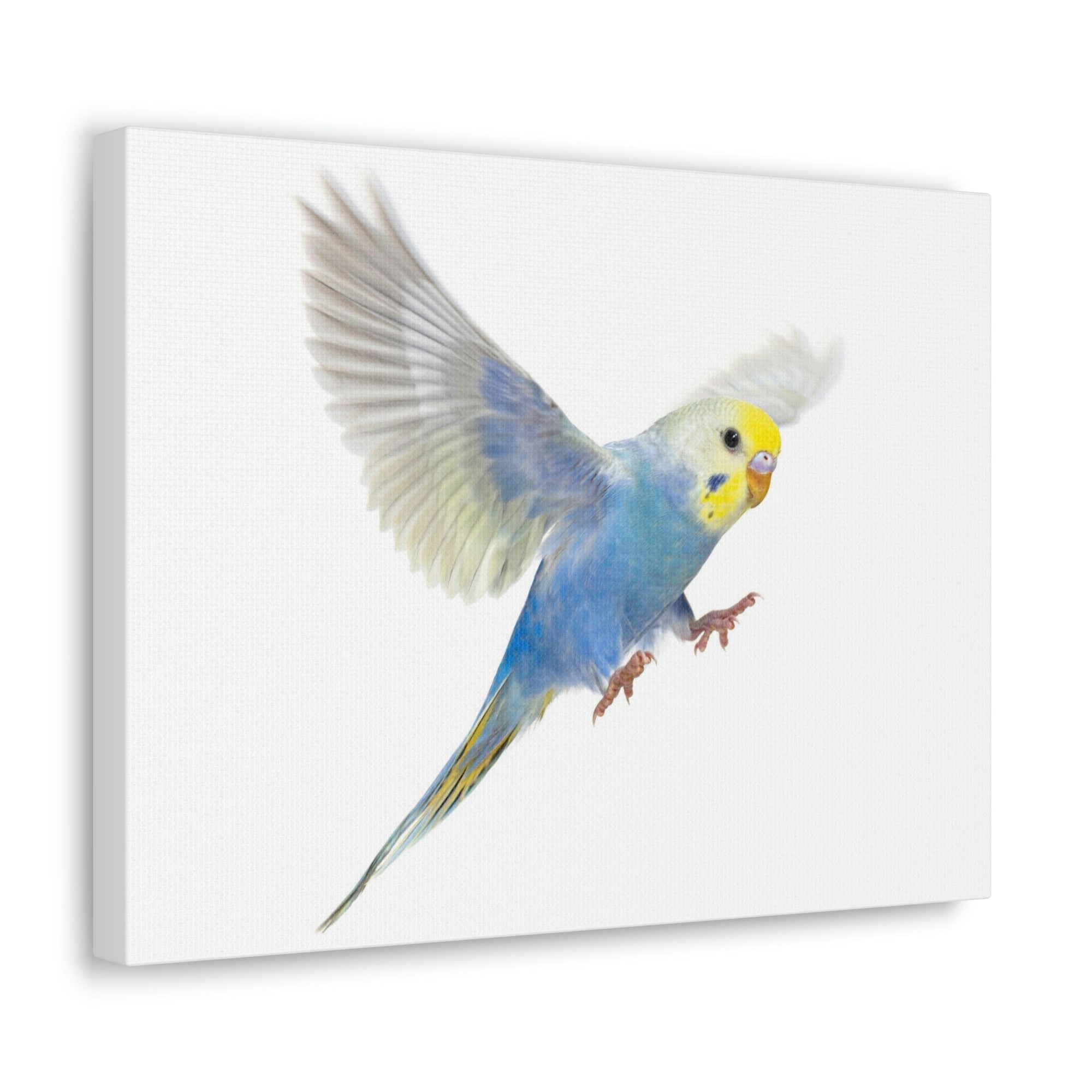 Scripture Walls Budgie Hunting Budgie on Hunt Print Animal Wall Art Wildlife Canvas Prints Wall Art Ready to Hang Unframed-Express Your Love Gifts