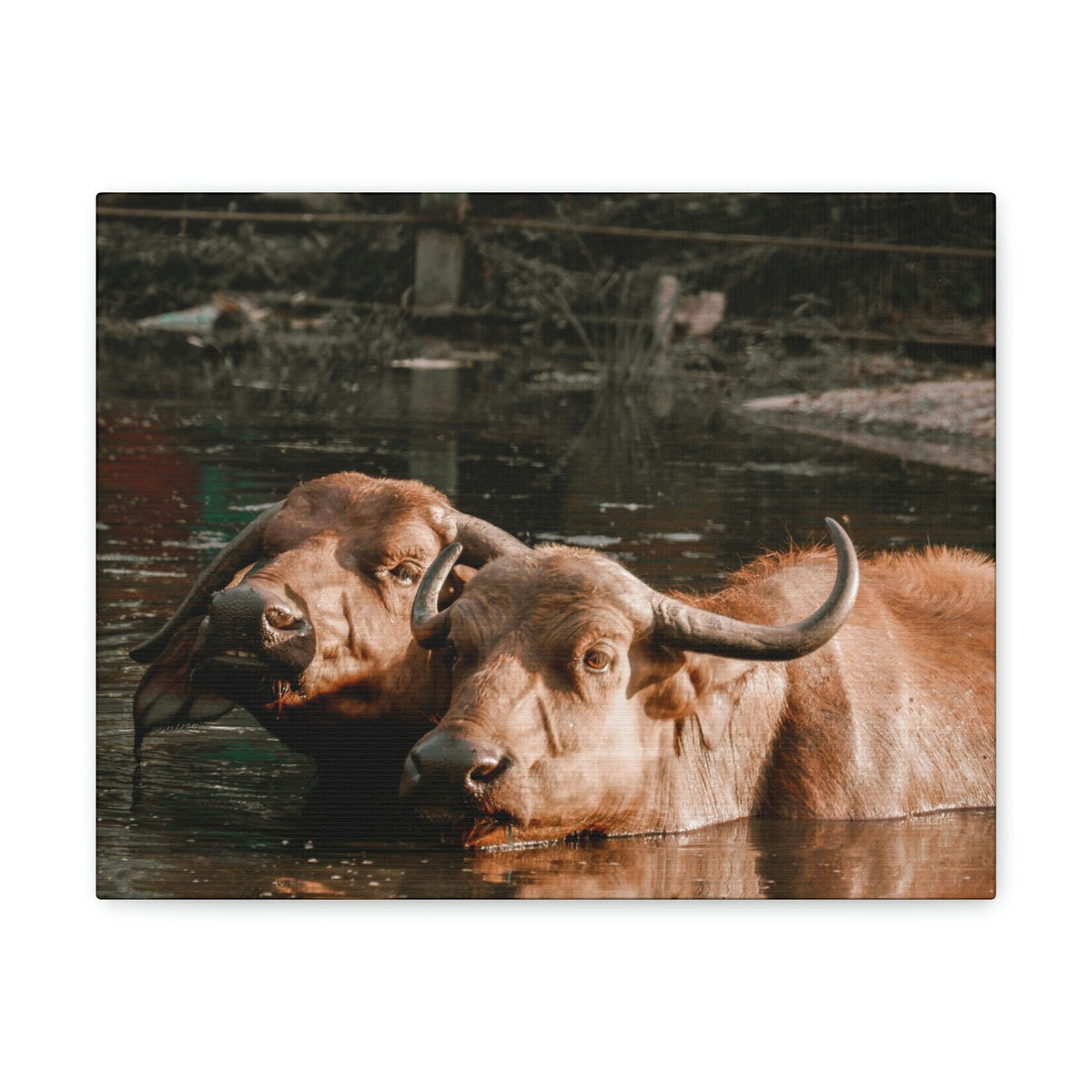 Scripture Walls Buffalo Couple Buffalo Troop Print Animal Wall Art Wildlife Canvas Prints Wall Art Ready to Hang Unframed-Express Your Love Gifts