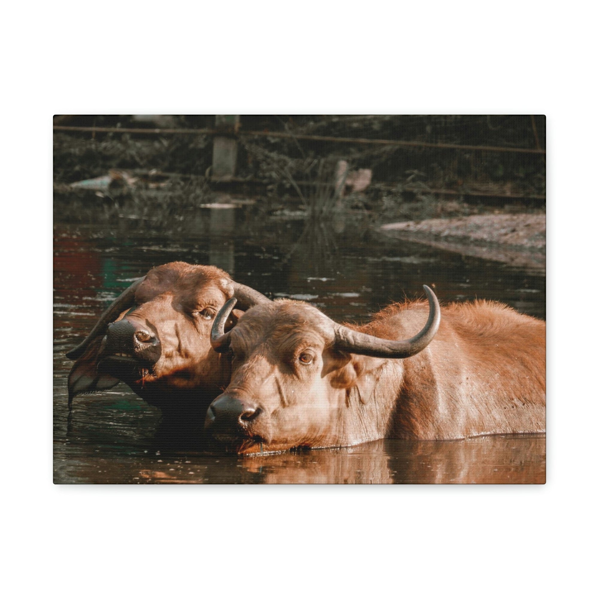 Scripture Walls Buffalo Couple Buffalo Troop Print Animal Wall Art Wildlife Canvas Prints Wall Art Ready to Hang Unframed-Express Your Love Gifts