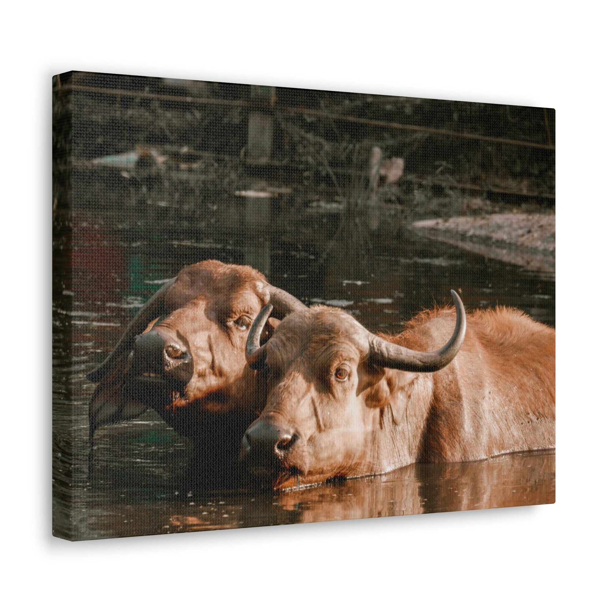 Scripture Walls Buffalo Couple Buffalo Troop Print Animal Wall Art Wildlife Canvas Prints Wall Art Ready to Hang Unframed-Express Your Love Gifts