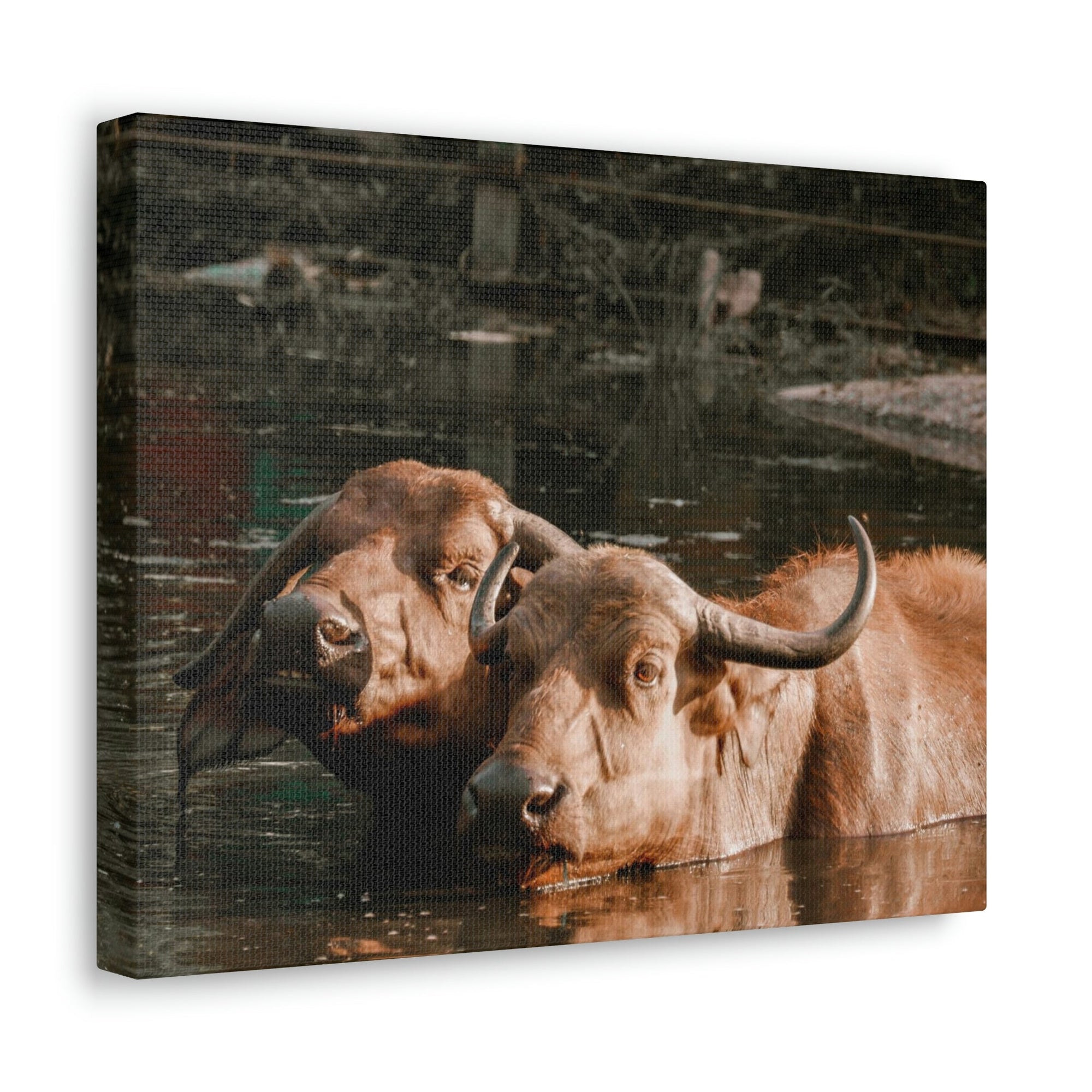 Scripture Walls Buffalo Couple Buffalo Troop Print Animal Wall Art Wildlife Canvas Prints Wall Art Ready to Hang Unframed-Express Your Love Gifts