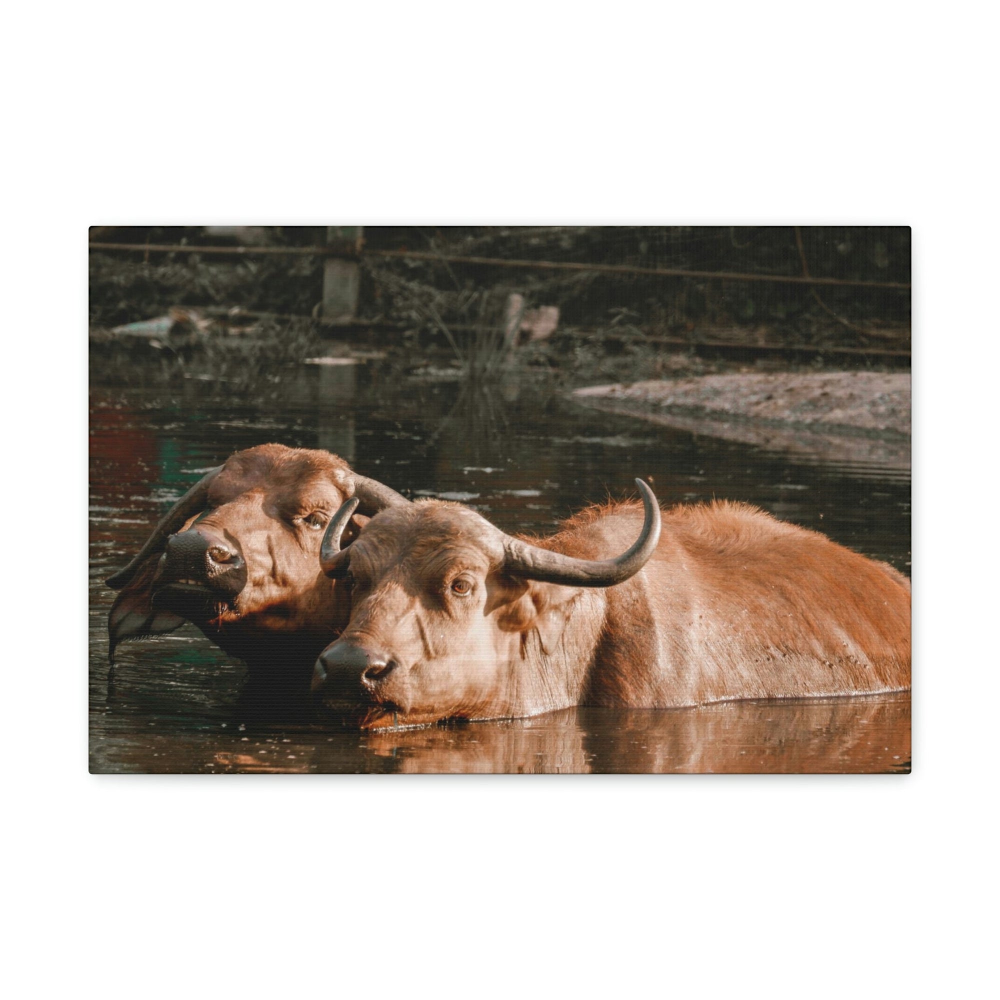 Scripture Walls Buffalo Couple Buffalo Troop Print Animal Wall Art Wildlife Canvas Prints Wall Art Ready to Hang Unframed-Express Your Love Gifts