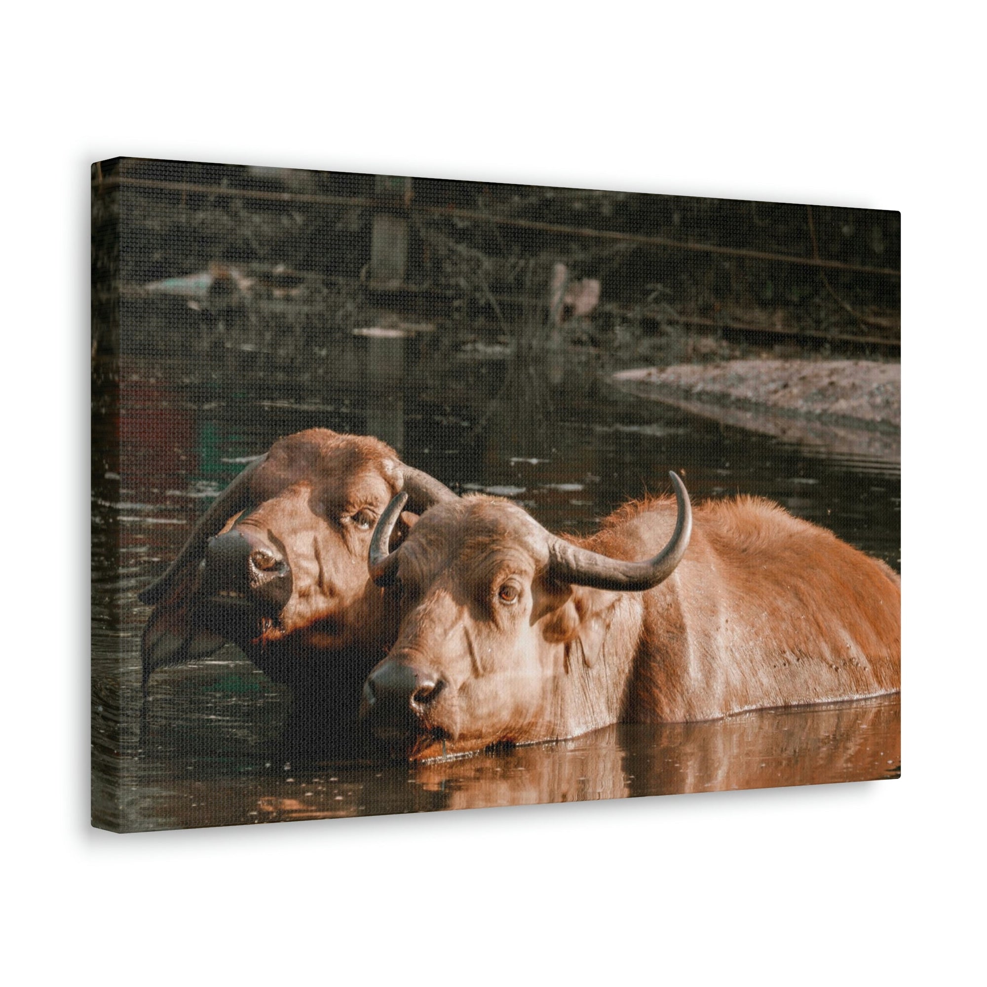 Scripture Walls Buffalo Couple Buffalo Troop Print Animal Wall Art Wildlife Canvas Prints Wall Art Ready to Hang Unframed-Express Your Love Gifts