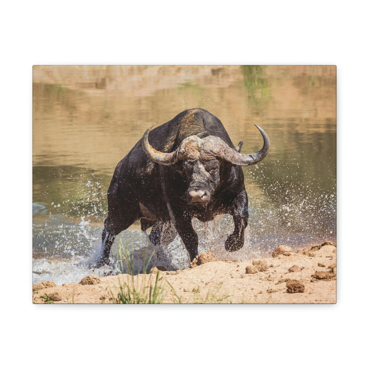 Scripture Walls Buffalo Hunting Buffalo on Hunt Print Animal Wall Art Wildlife Canvas Prints Wall Art Ready to Hang Unframed-Express Your Love Gifts