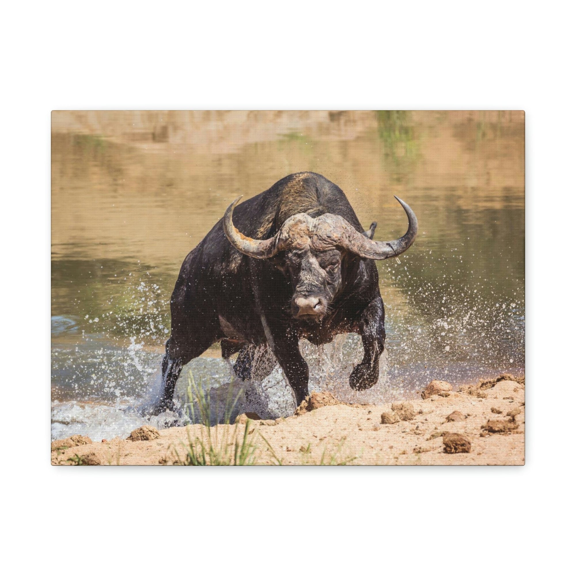 Scripture Walls Buffalo Hunting Buffalo on Hunt Print Animal Wall Art Wildlife Canvas Prints Wall Art Ready to Hang Unframed-Express Your Love Gifts