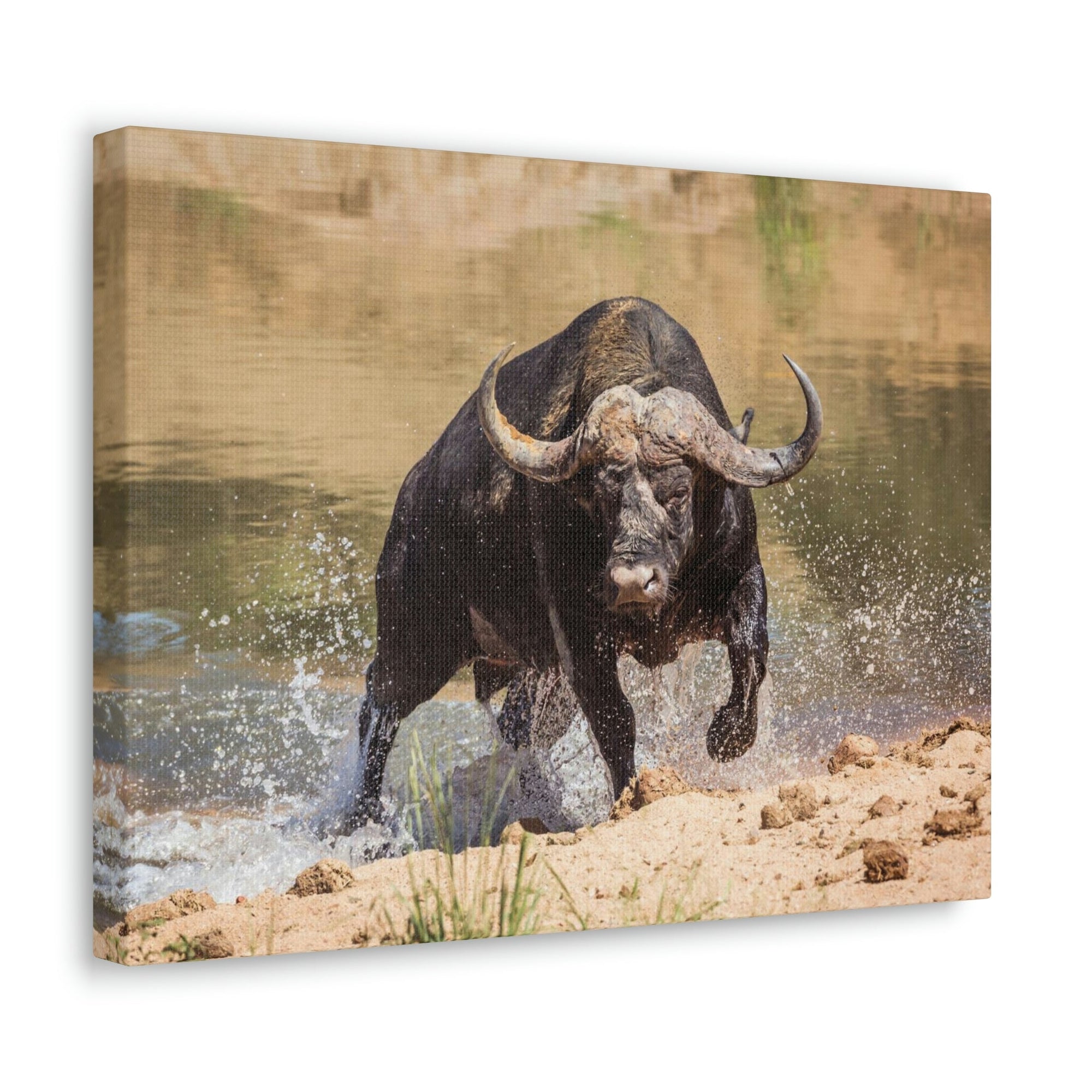 Scripture Walls Buffalo Hunting Buffalo on Hunt Print Animal Wall Art Wildlife Canvas Prints Wall Art Ready to Hang Unframed-Express Your Love Gifts