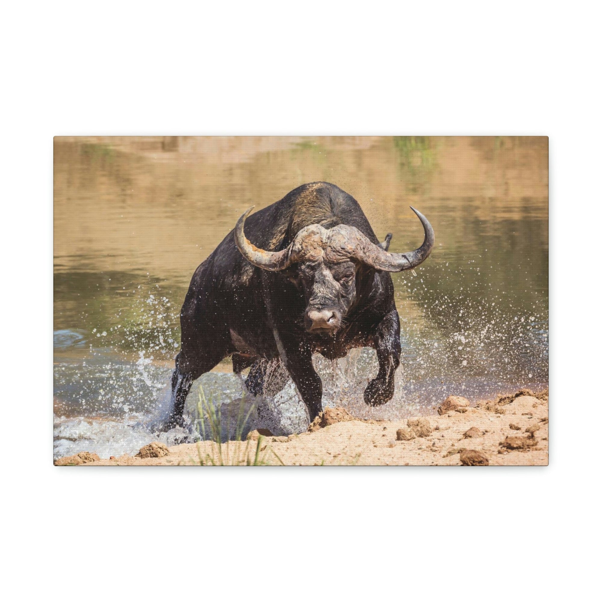 Scripture Walls Buffalo Hunting Buffalo on Hunt Print Animal Wall Art Wildlife Canvas Prints Wall Art Ready to Hang Unframed-Express Your Love Gifts