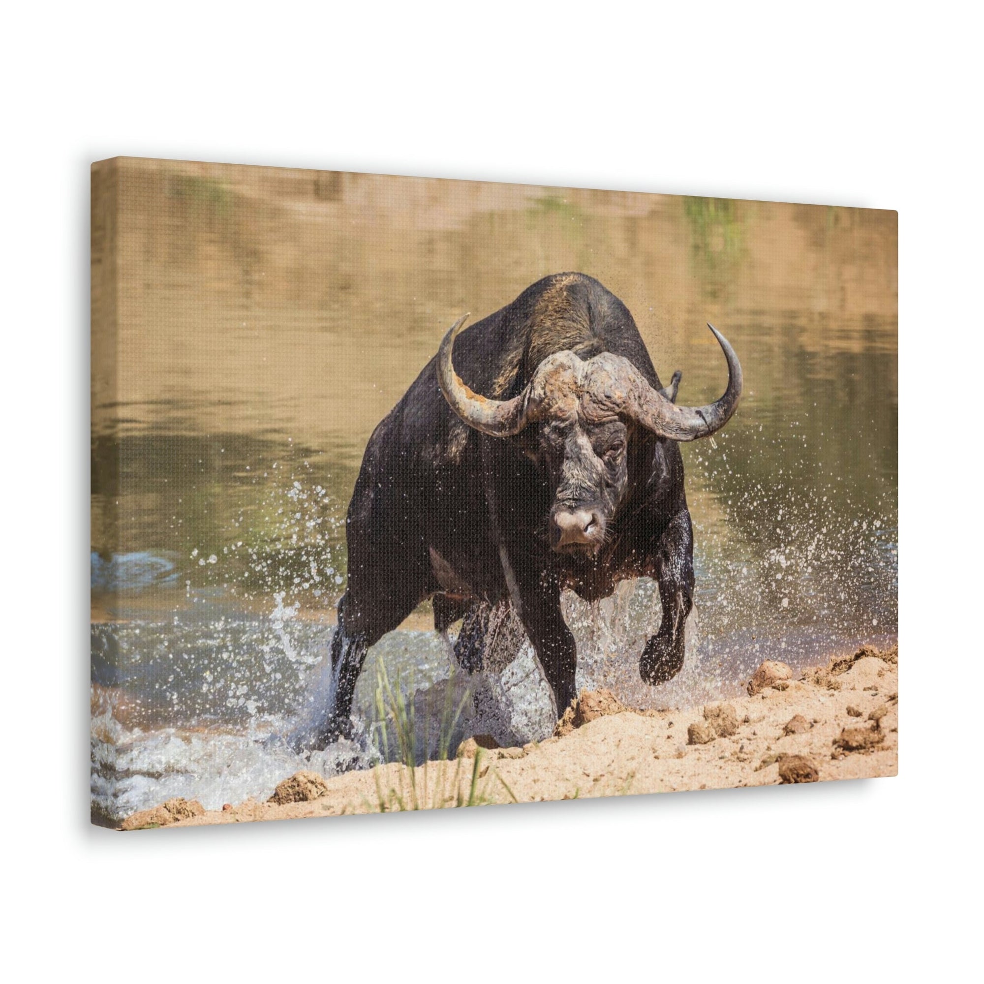 Scripture Walls Buffalo Hunting Buffalo on Hunt Print Animal Wall Art Wildlife Canvas Prints Wall Art Ready to Hang Unframed-Express Your Love Gifts