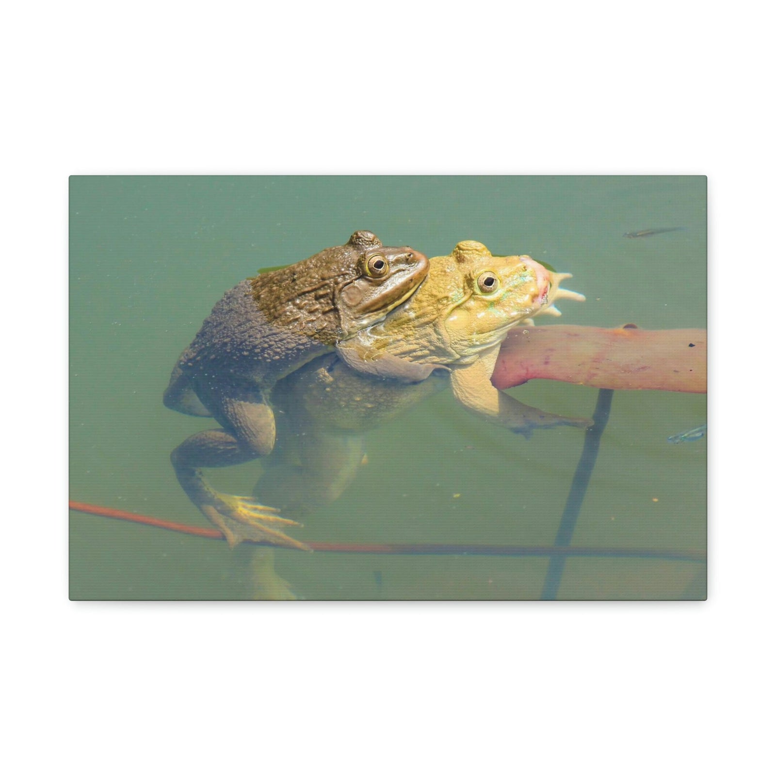 Scripture Walls Bull Frog Couple Bull Frog Troop Print Animal Wall Art Wildlife Canvas Prints Wall Art Ready to Hang Unframed-Express Your Love Gifts