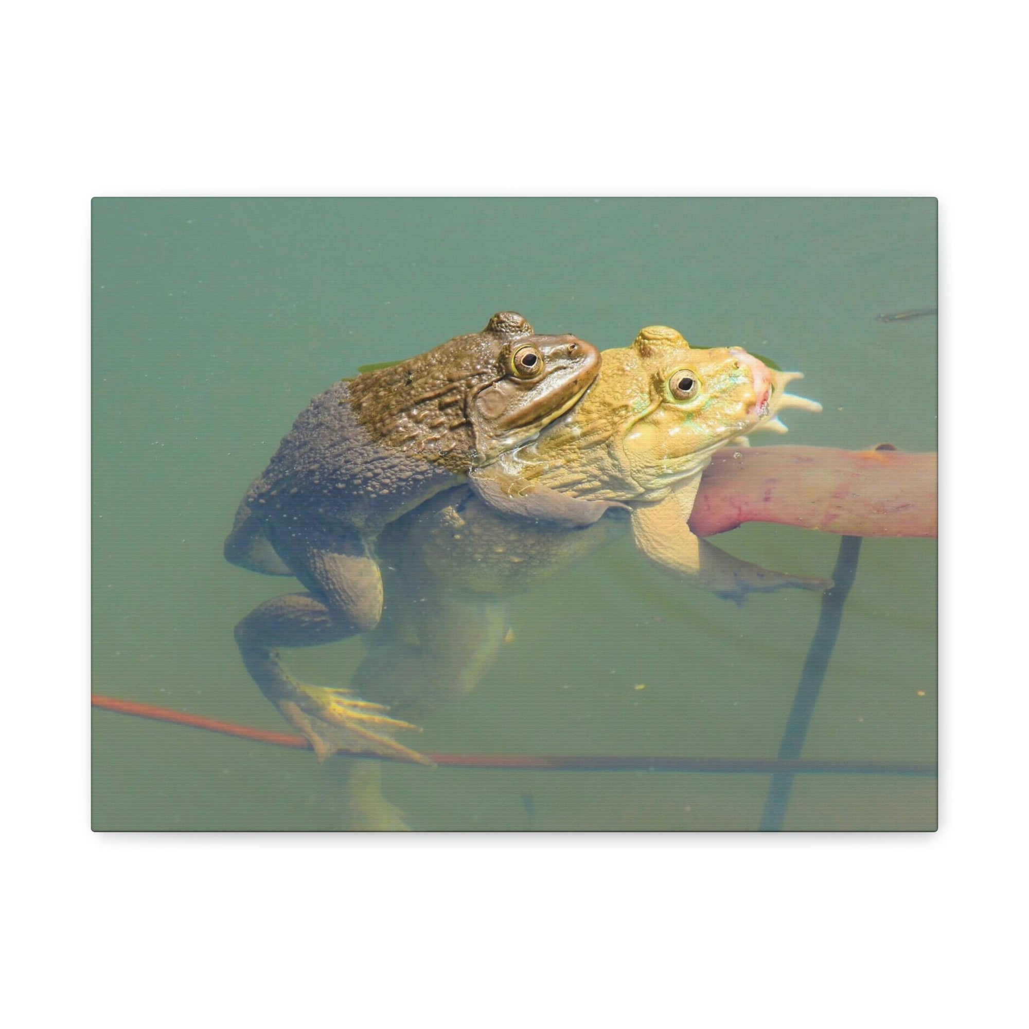 Scripture Walls Bull Frog Couple Bull Frog Troop Print Animal Wall Art Wildlife Canvas Prints Wall Art Ready to Hang Unframed-Express Your Love Gifts