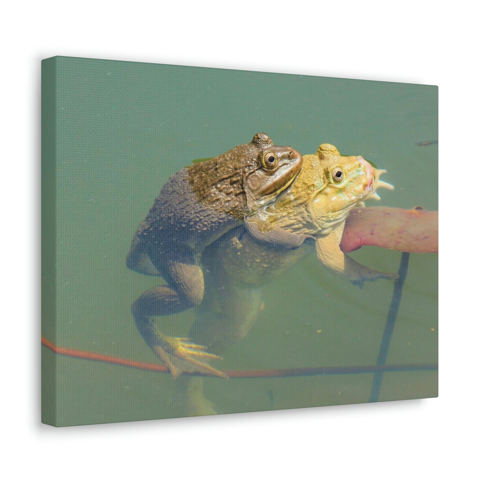 Scripture Walls Bull Frog Couple Bull Frog Troop Print Animal Wall Art Wildlife Canvas Prints Wall Art Ready to Hang Unframed-Express Your Love Gifts