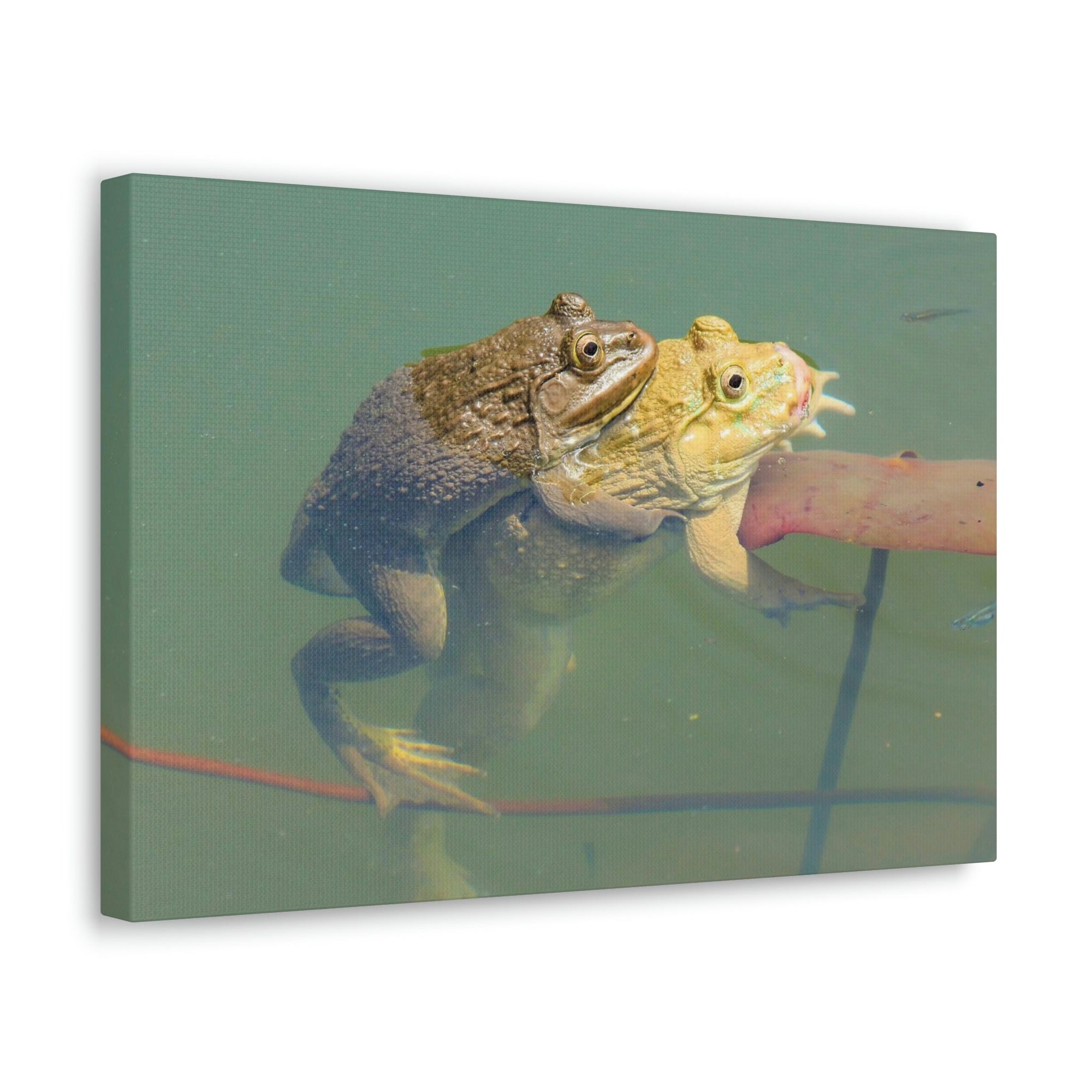 Scripture Walls Bull Frog Couple Bull Frog Troop Print Animal Wall Art Wildlife Canvas Prints Wall Art Ready to Hang Unframed-Express Your Love Gifts