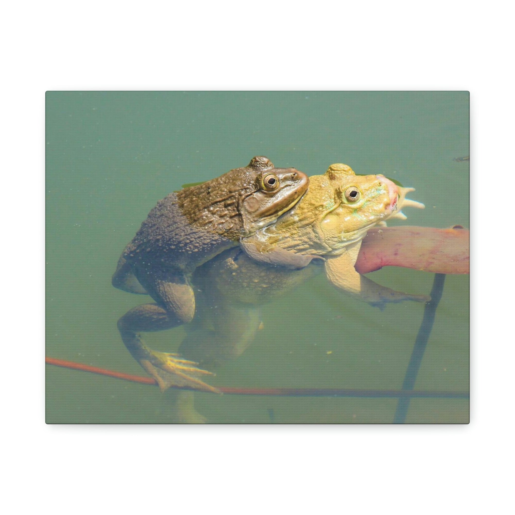 Scripture Walls Bull Frog Couple Bull Frog Troop Print Animal Wall Art Wildlife Canvas Prints Wall Art Ready to Hang Unframed-Express Your Love Gifts