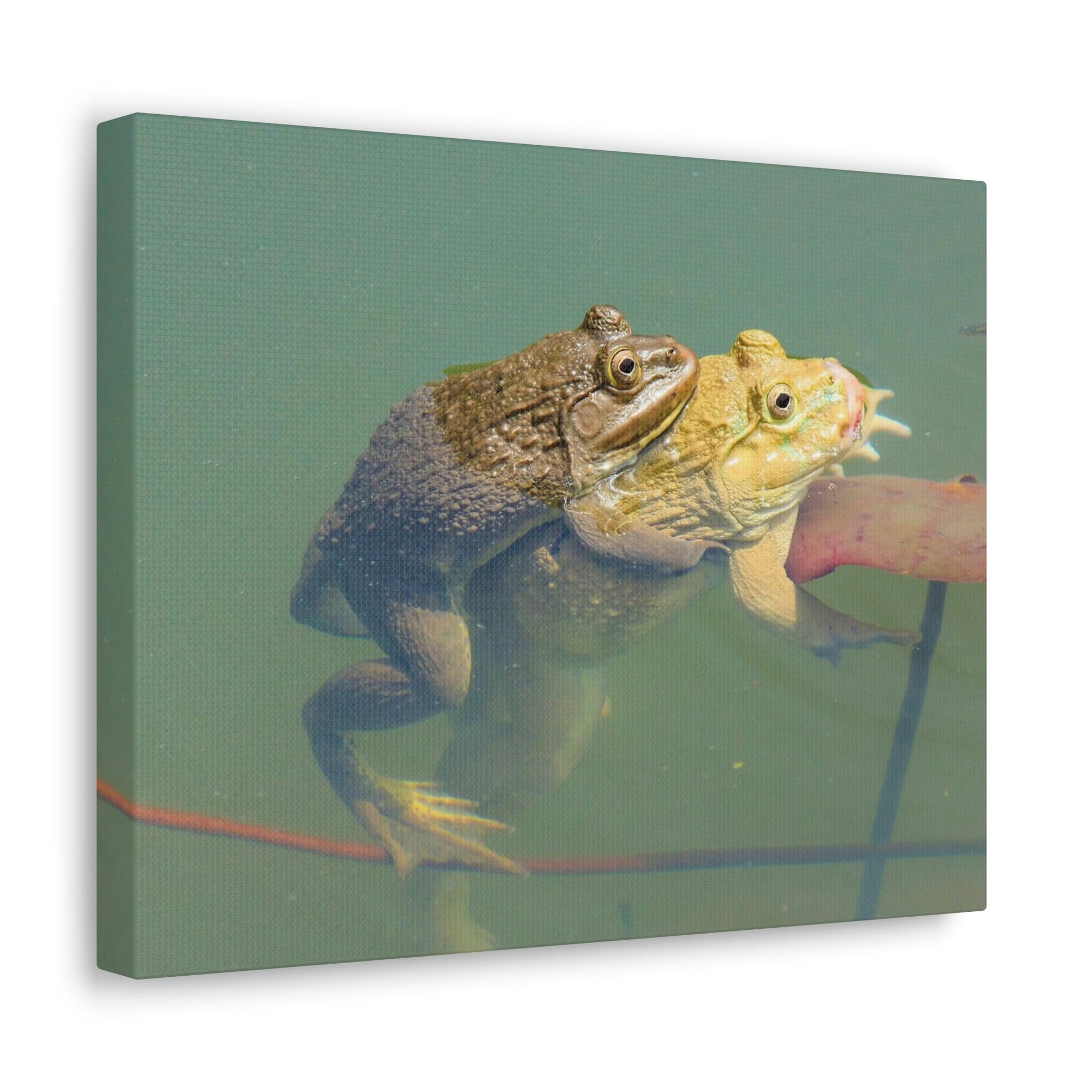 Scripture Walls Bull Frog Couple Bull Frog Troop Print Animal Wall Art Wildlife Canvas Prints Wall Art Ready to Hang Unframed-Express Your Love Gifts