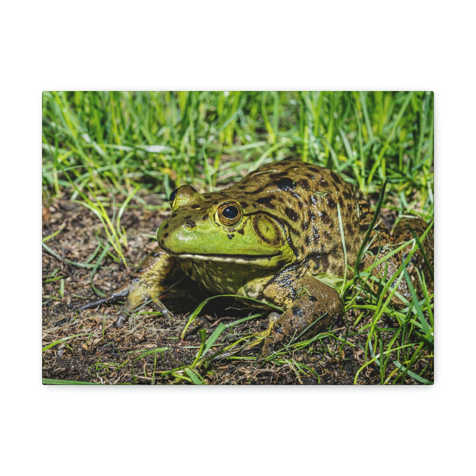 Scripture Walls Bull Frog Hunting Bull Frog on Hunt Print Animal Wall Art Wildlife Canvas Prints Wall Art Ready to Hang Unframed-Express Your Love Gifts