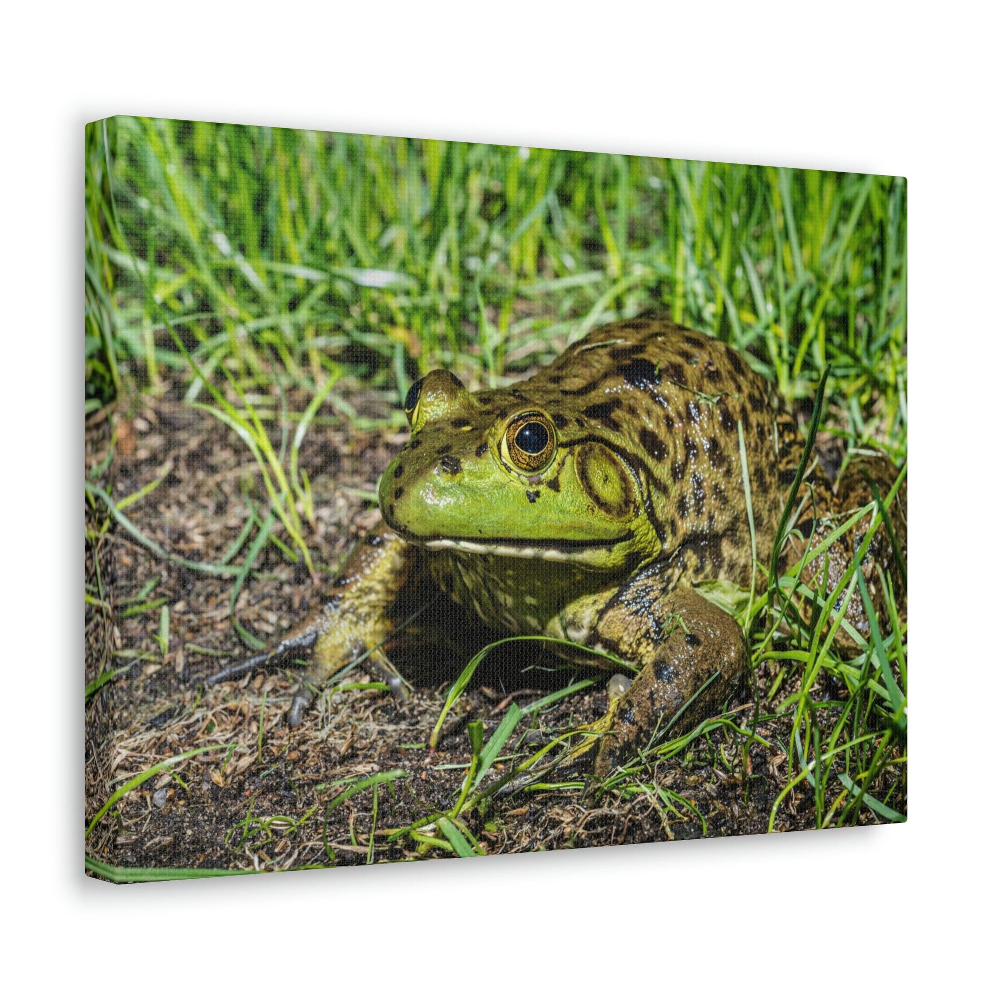 Scripture Walls Bull Frog Hunting Bull Frog on Hunt Print Animal Wall Art Wildlife Canvas Prints Wall Art Ready to Hang Unframed-Express Your Love Gifts