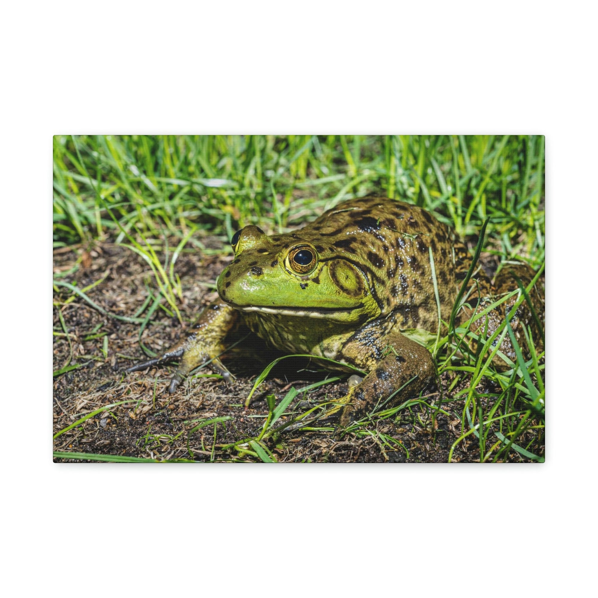 Scripture Walls Bull Frog Hunting Bull Frog on Hunt Print Animal Wall Art Wildlife Canvas Prints Wall Art Ready to Hang Unframed-Express Your Love Gifts