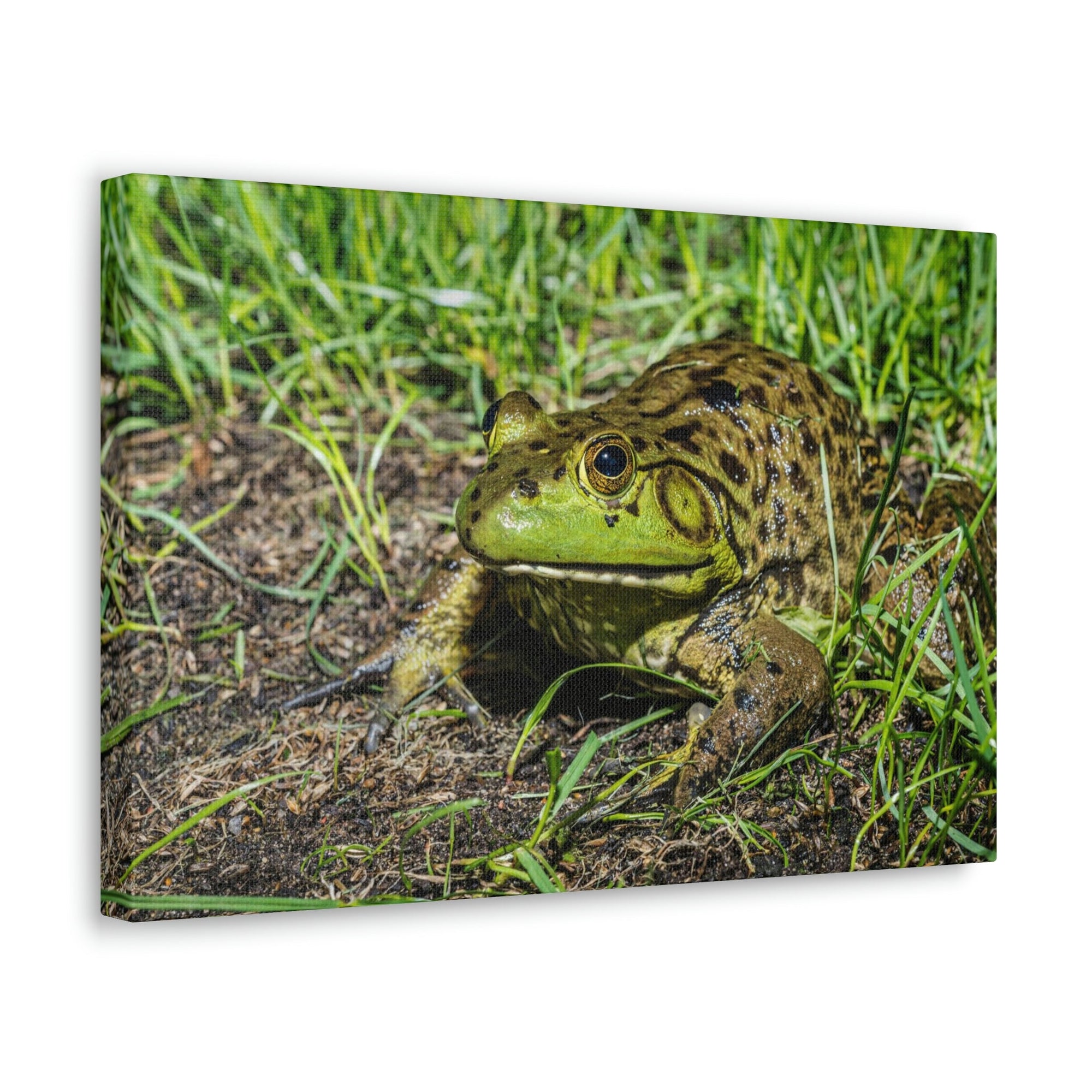 Scripture Walls Bull Frog Hunting Bull Frog on Hunt Print Animal Wall Art Wildlife Canvas Prints Wall Art Ready to Hang Unframed-Express Your Love Gifts