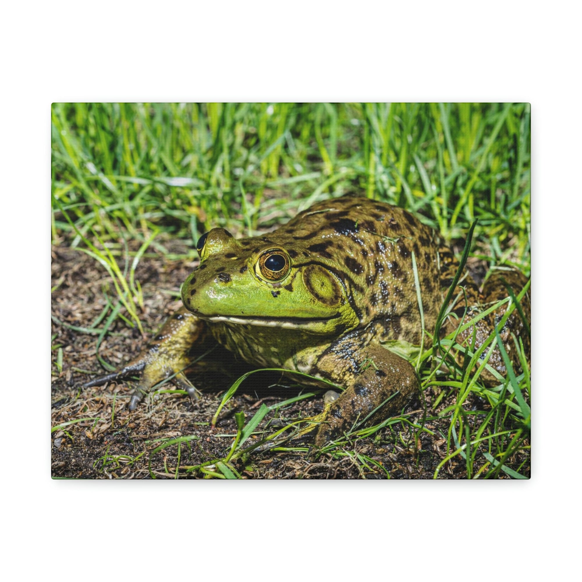 Scripture Walls Bull Frog Hunting Bull Frog on Hunt Print Animal Wall Art Wildlife Canvas Prints Wall Art Ready to Hang Unframed-Express Your Love Gifts