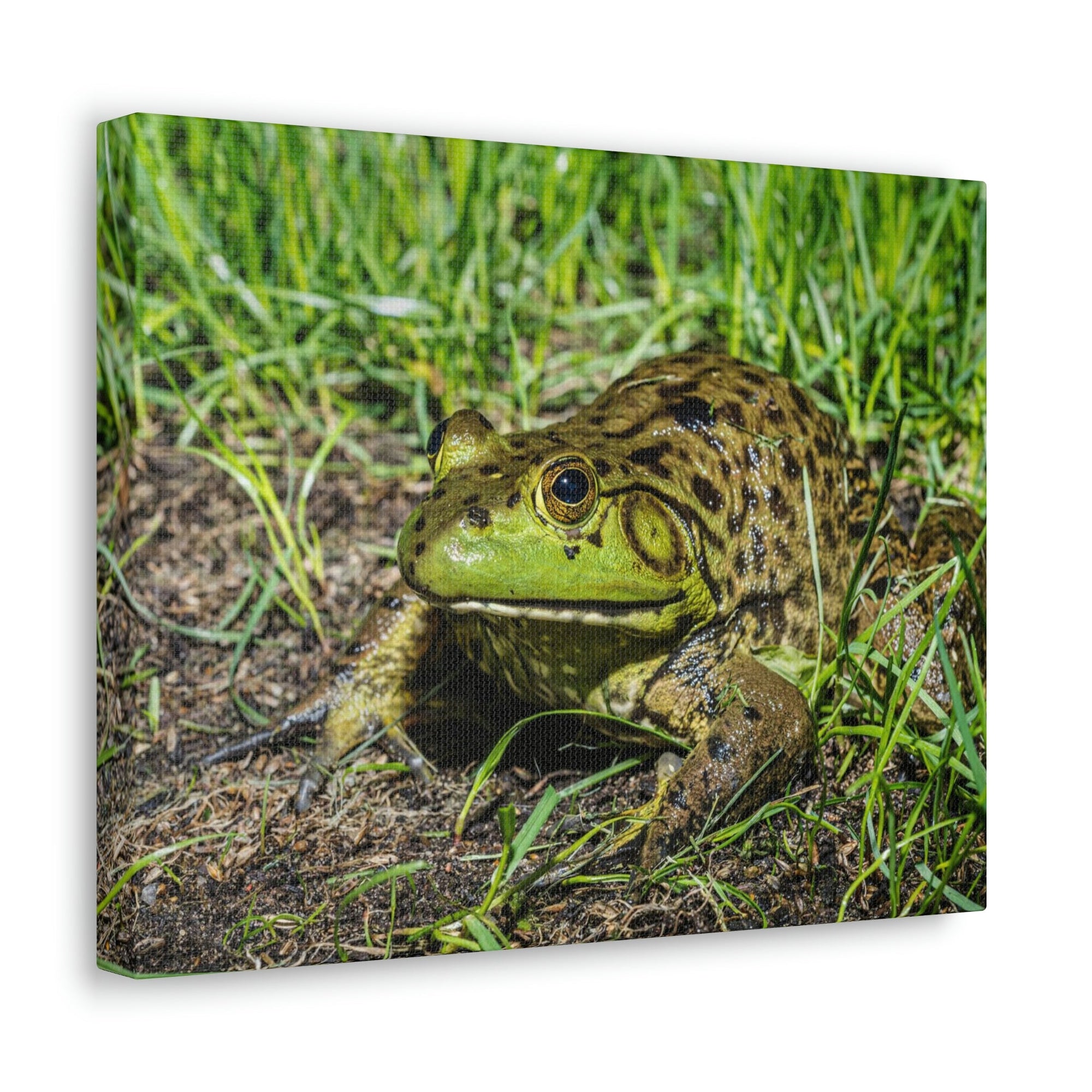 Scripture Walls Bull Frog Hunting Bull Frog on Hunt Print Animal Wall Art Wildlife Canvas Prints Wall Art Ready to Hang Unframed-Express Your Love Gifts