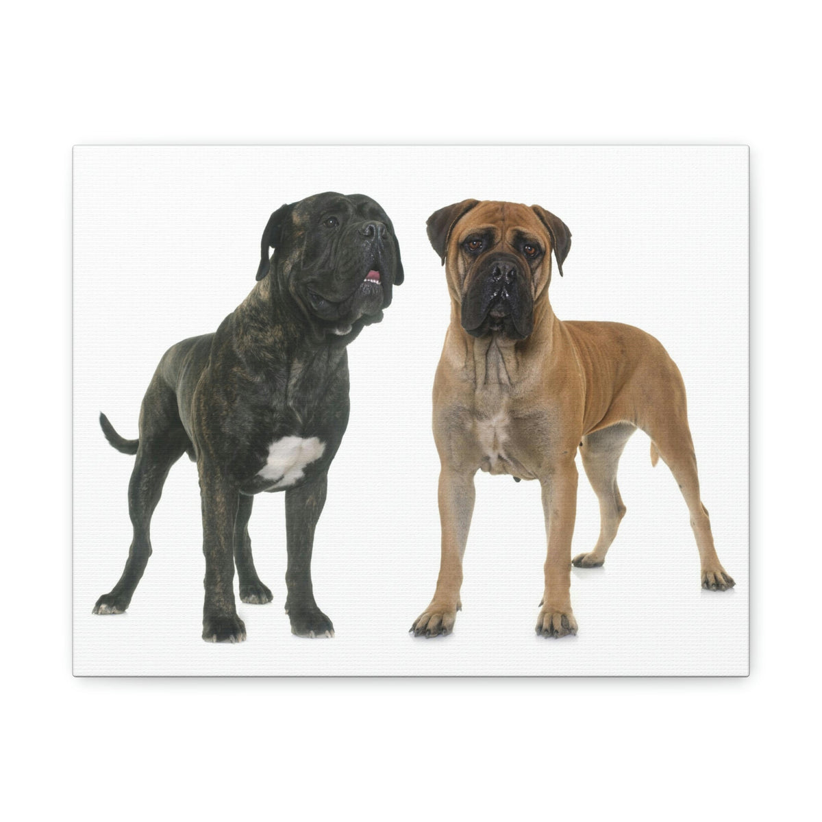 Scripture Walls Bull Mastiff Couple Bull Mastiff Troop Print Animal Wall Art Wildlife Canvas Prints Wall Art Ready to Hang Unframed-Express Your Love Gifts