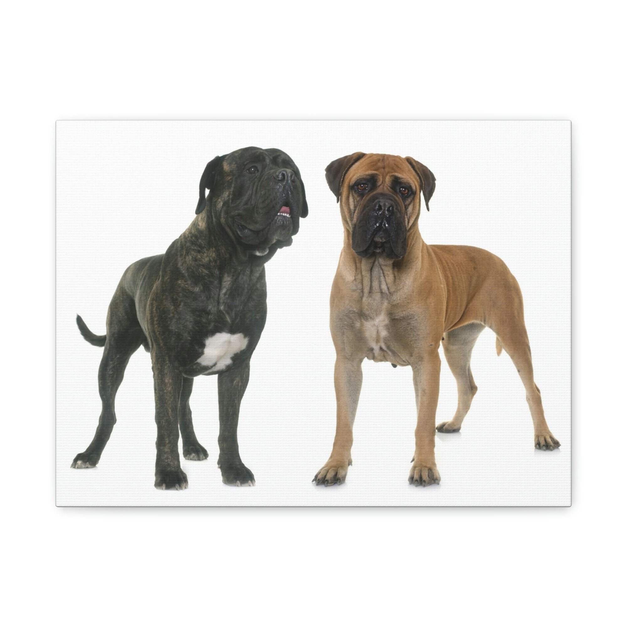 Scripture Walls Bull Mastiff Couple Bull Mastiff Troop Print Animal Wall Art Wildlife Canvas Prints Wall Art Ready to Hang Unframed-Express Your Love Gifts