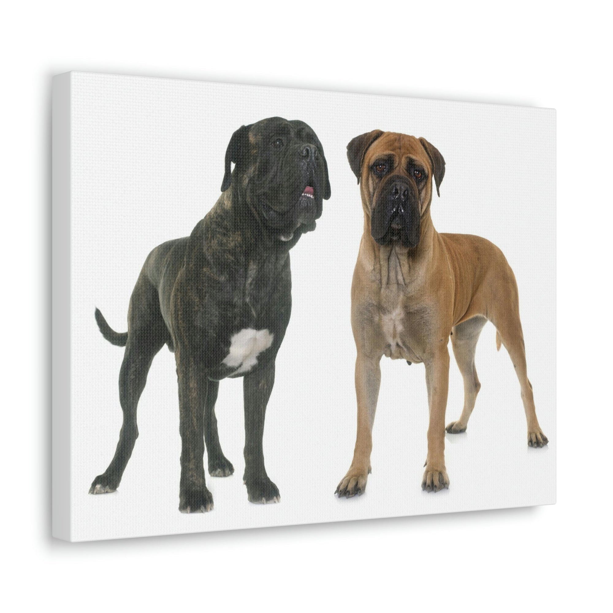 Scripture Walls Bull Mastiff Couple Bull Mastiff Troop Print Animal Wall Art Wildlife Canvas Prints Wall Art Ready to Hang Unframed-Express Your Love Gifts