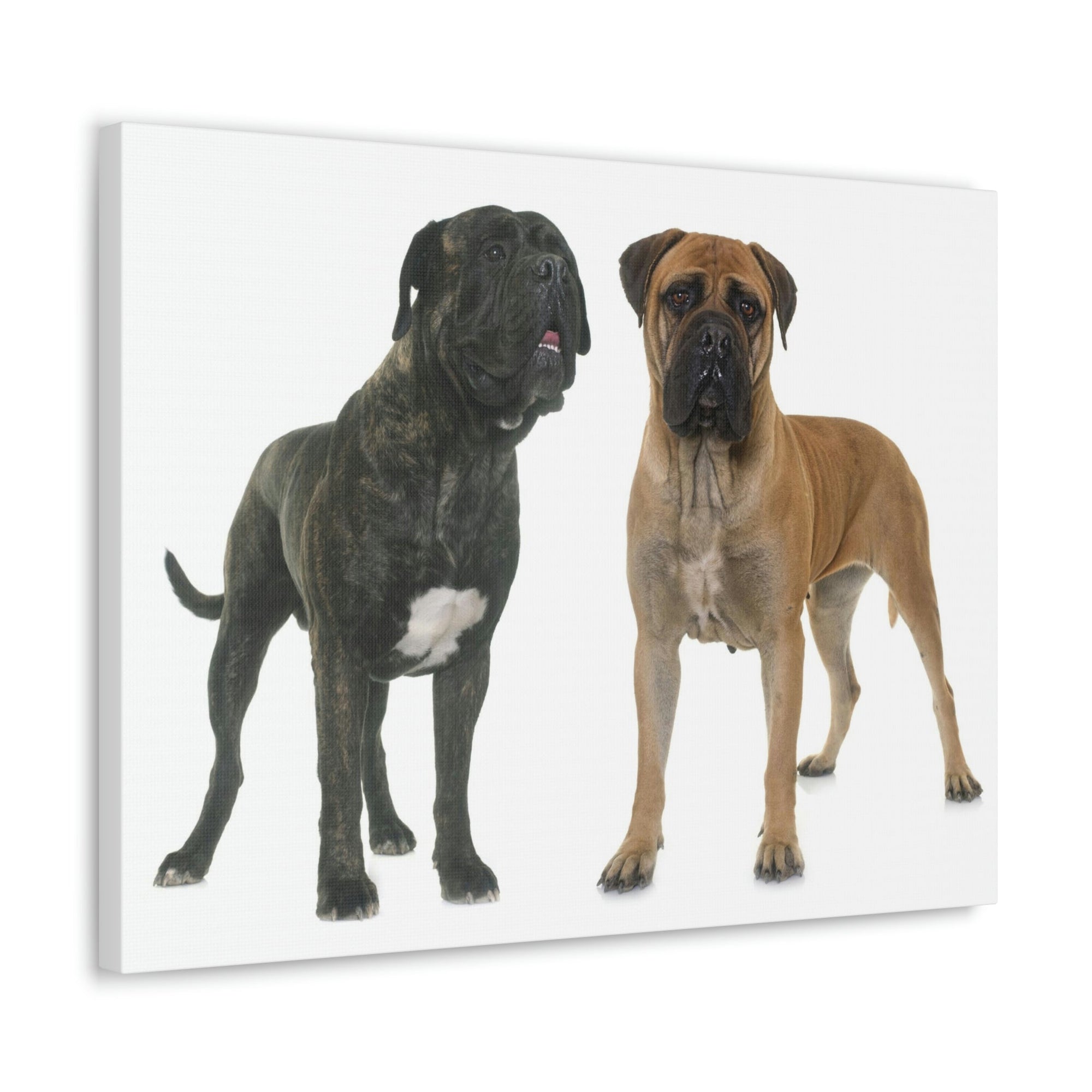 Scripture Walls Bull Mastiff Couple Bull Mastiff Troop Print Animal Wall Art Wildlife Canvas Prints Wall Art Ready to Hang Unframed-Express Your Love Gifts