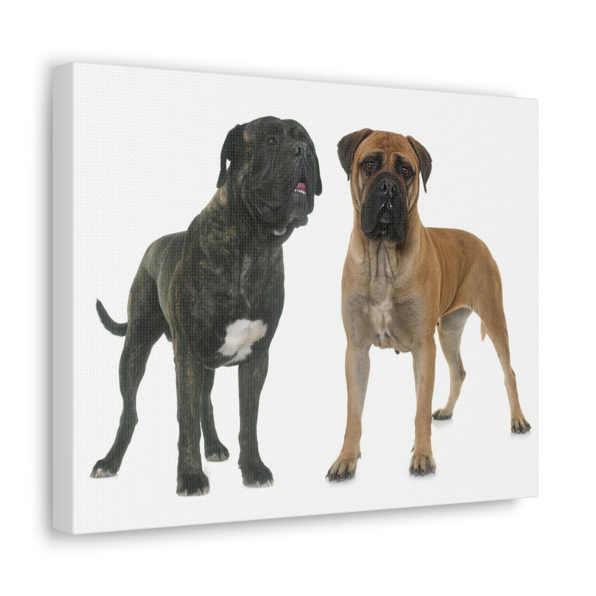 Scripture Walls Bull Mastiff Couple Bull Mastiff Troop Print Animal Wall Art Wildlife Canvas Prints Wall Art Ready to Hang Unframed-Express Your Love Gifts