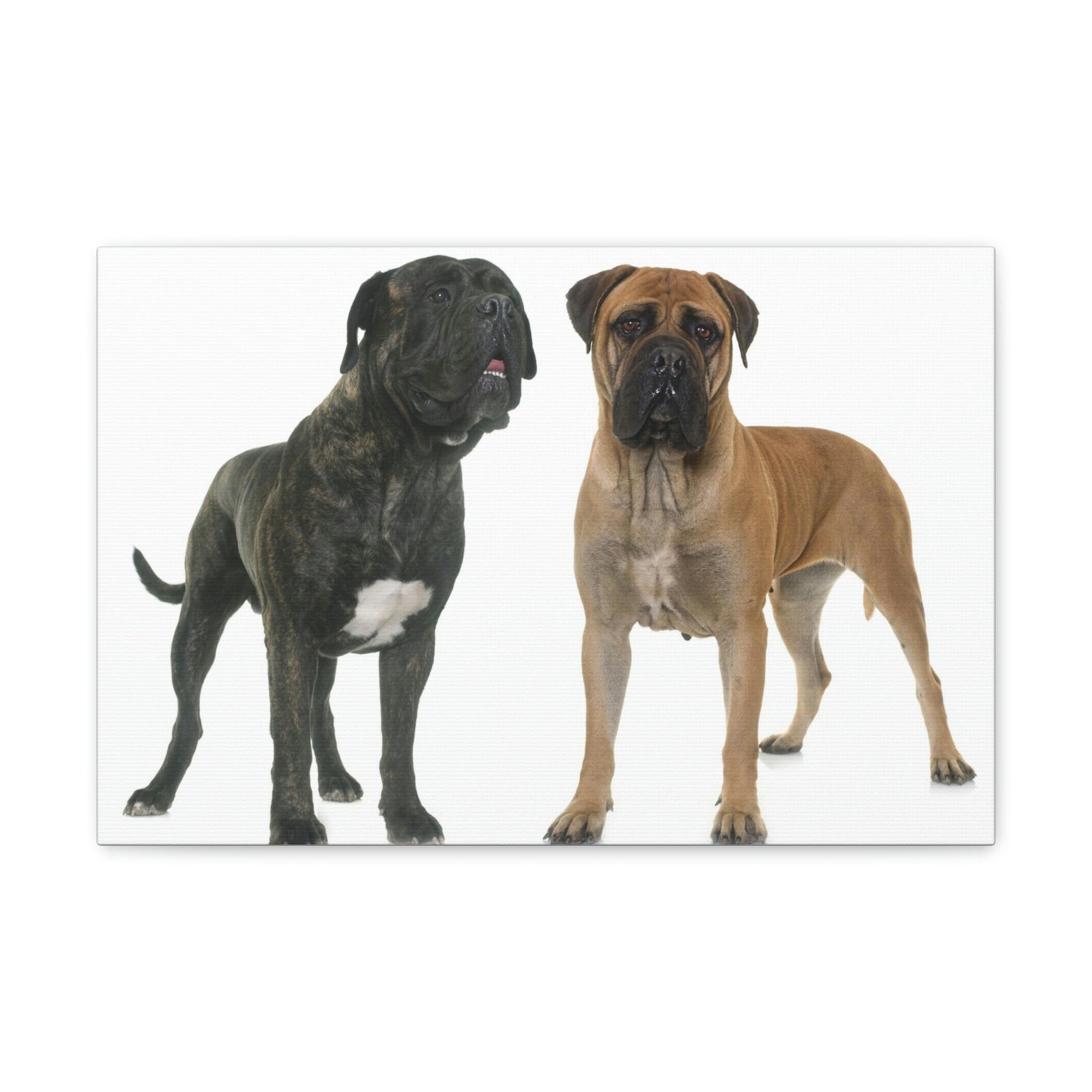 Scripture Walls Bull Mastiff Couple Bull Mastiff Troop Print Animal Wall Art Wildlife Canvas Prints Wall Art Ready to Hang Unframed-Express Your Love Gifts