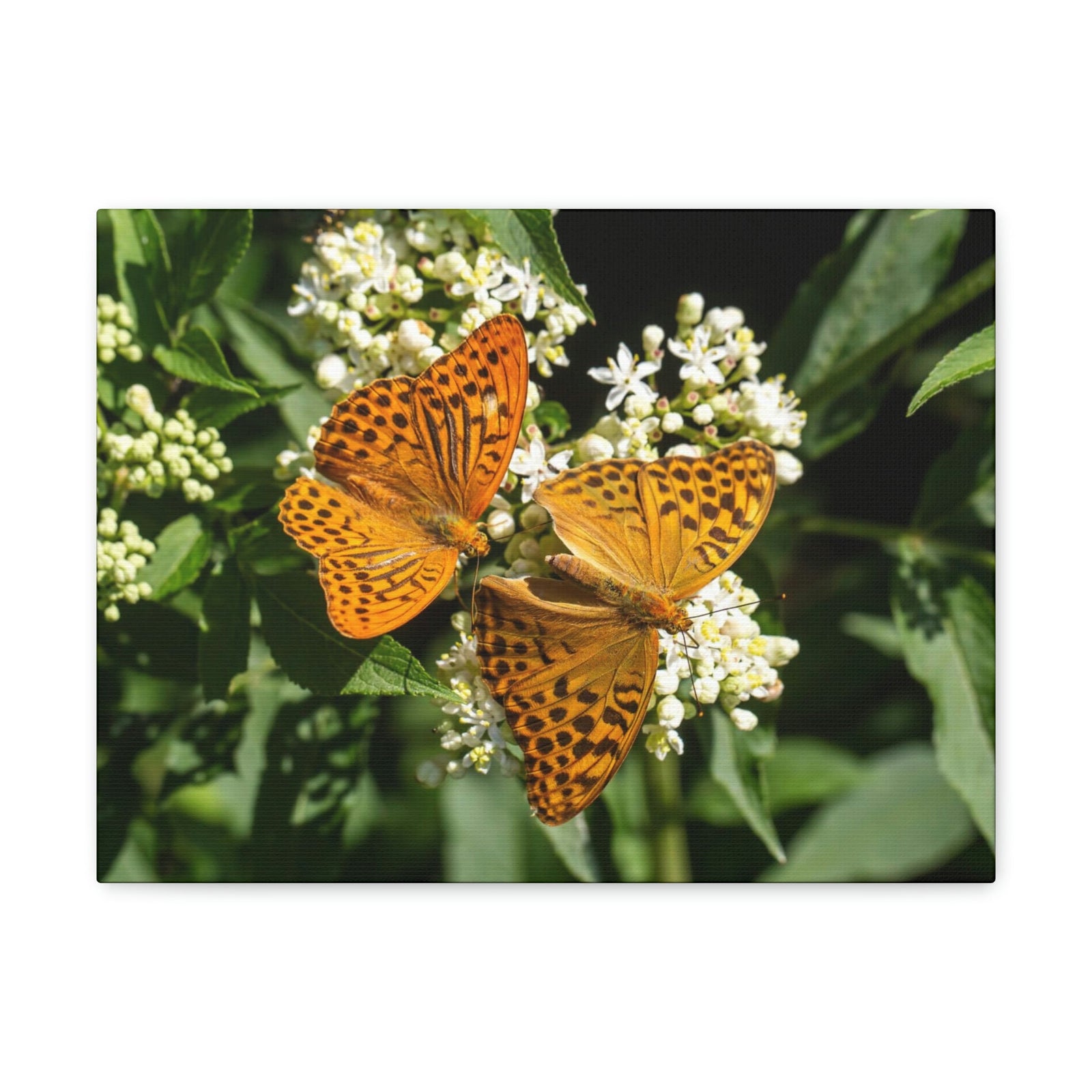 Scripture Walls Butterfly Couple Butterfly Troop Print Animal Wall Art Wildlife Canvas Prints Wall Art Ready to Hang Unframed-Express Your Love Gifts