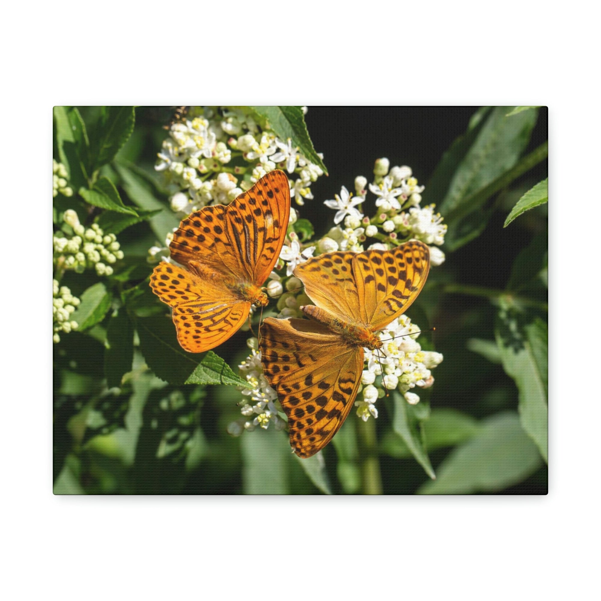 Scripture Walls Butterfly Couple Butterfly Troop Print Animal Wall Art Wildlife Canvas Prints Wall Art Ready to Hang Unframed-Express Your Love Gifts