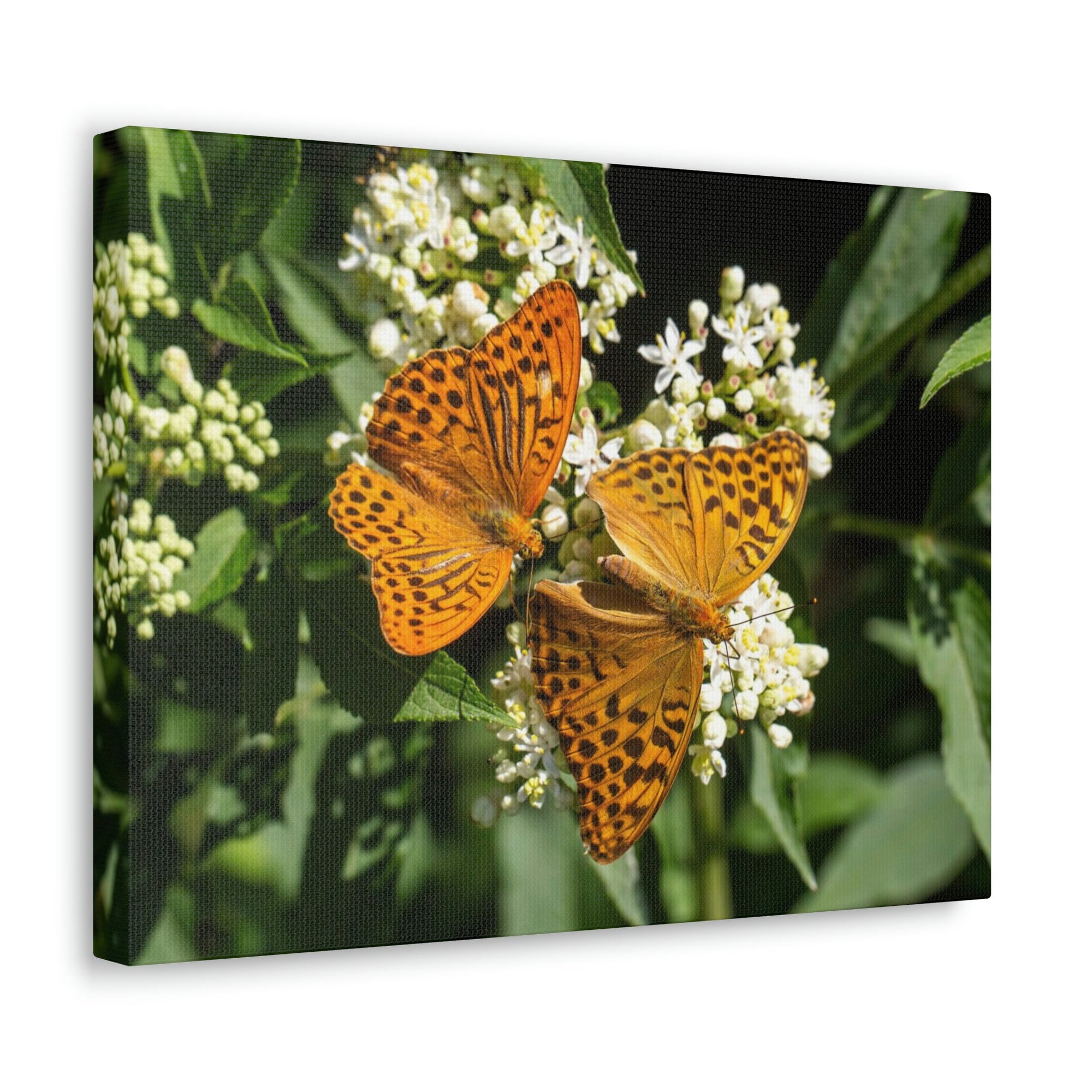 Scripture Walls Butterfly Couple Butterfly Troop Print Animal Wall Art Wildlife Canvas Prints Wall Art Ready to Hang Unframed-Express Your Love Gifts