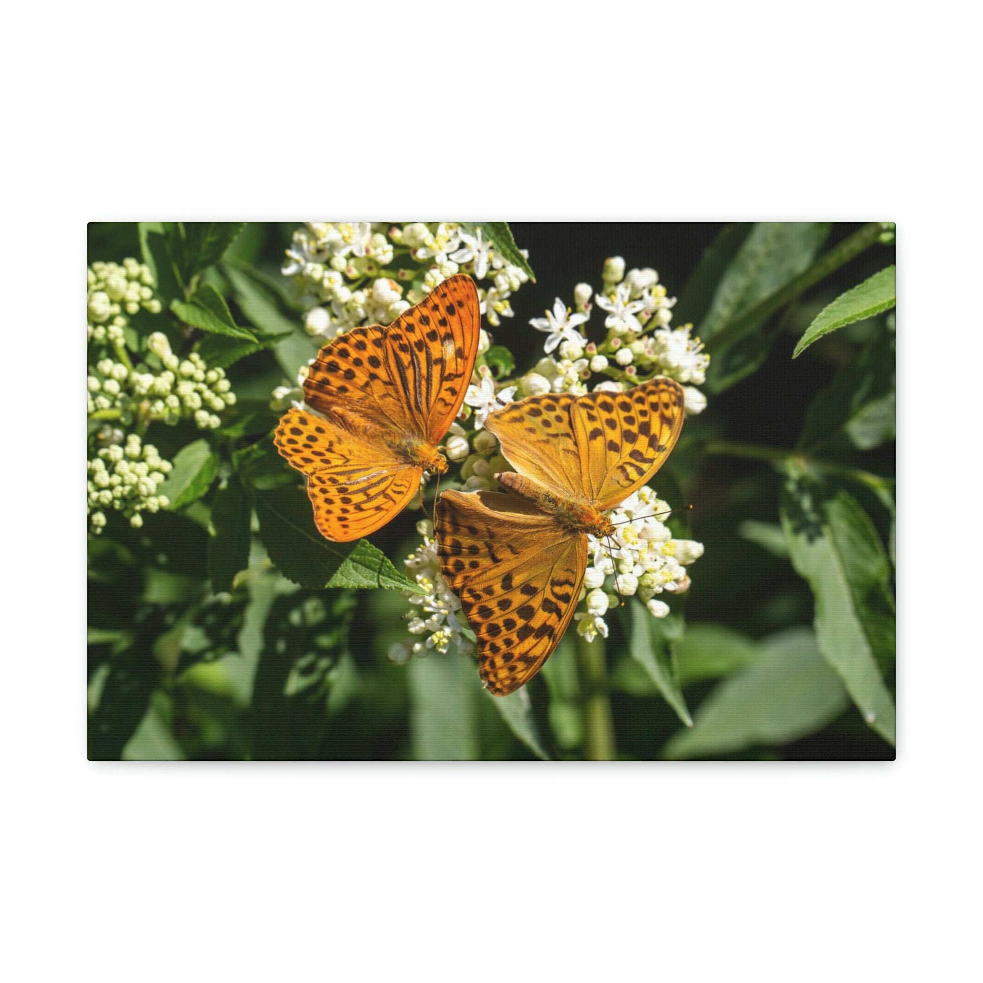 Scripture Walls Butterfly Couple Butterfly Troop Print Animal Wall Art Wildlife Canvas Prints Wall Art Ready to Hang Unframed-Express Your Love Gifts