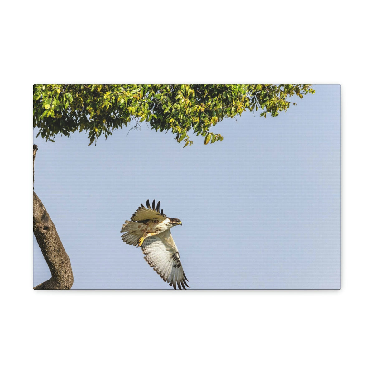 Scripture Walls Buzzard Hunting Buzzard on Hunt Print Animal Wall Art Wildlife Canvas Prints Wall Art Ready to Hang Unframed-Express Your Love Gifts