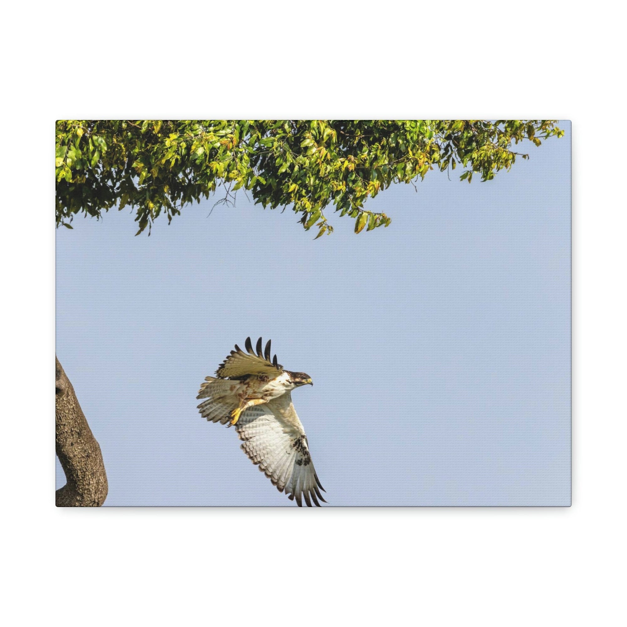 Scripture Walls Buzzard Hunting Buzzard on Hunt Print Animal Wall Art Wildlife Canvas Prints Wall Art Ready to Hang Unframed-Express Your Love Gifts