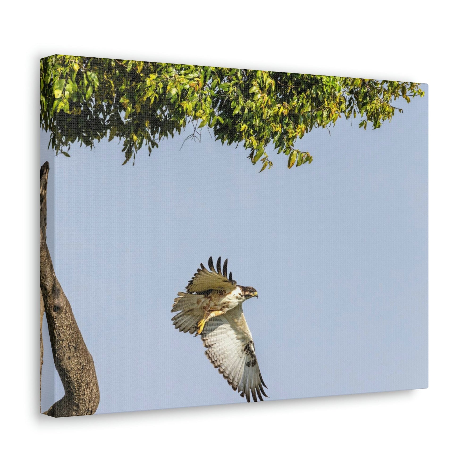 Scripture Walls Buzzard Hunting Buzzard on Hunt Print Animal Wall Art Wildlife Canvas Prints Wall Art Ready to Hang Unframed-Express Your Love Gifts