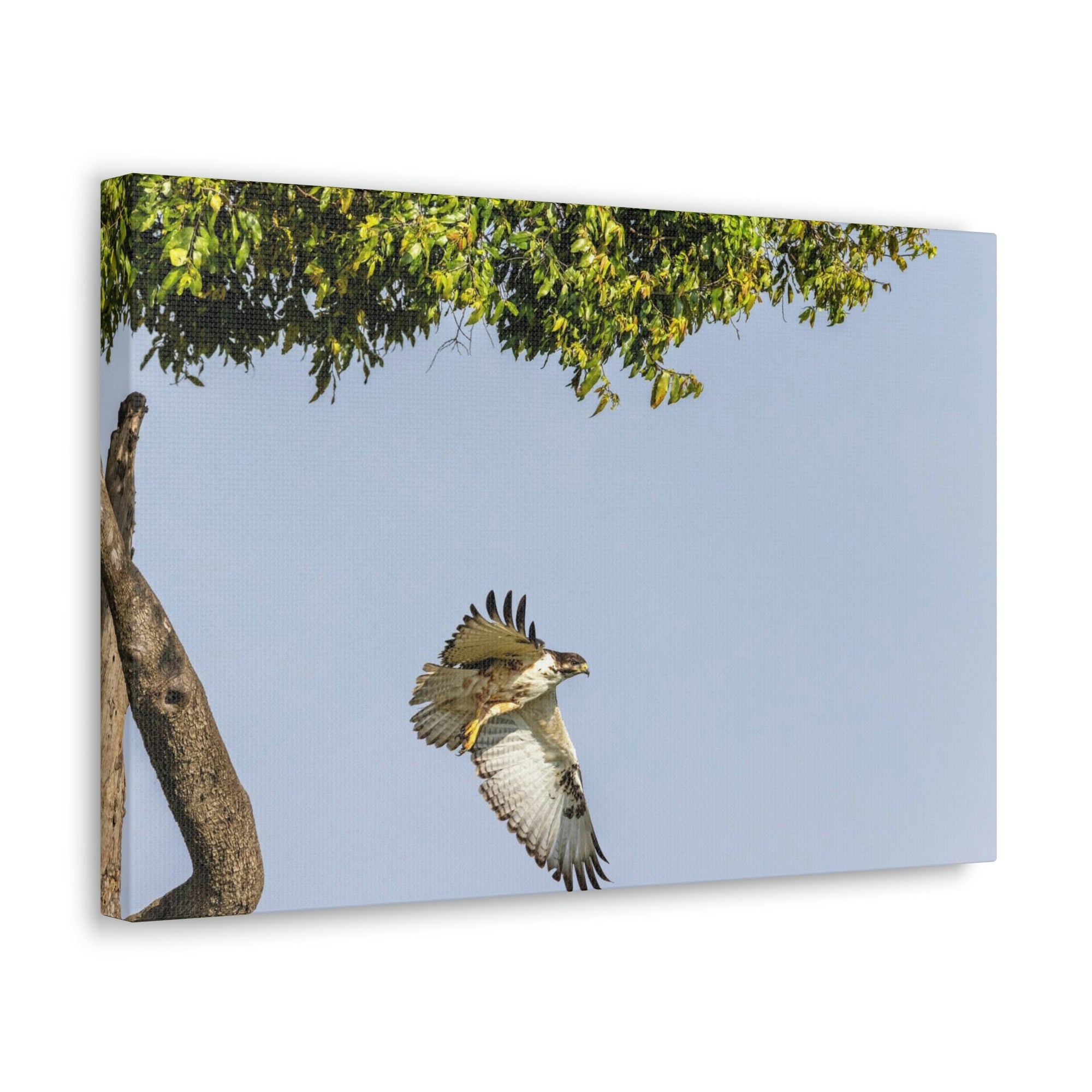 Scripture Walls Buzzard Hunting Buzzard on Hunt Print Animal Wall Art Wildlife Canvas Prints Wall Art Ready to Hang Unframed-Express Your Love Gifts