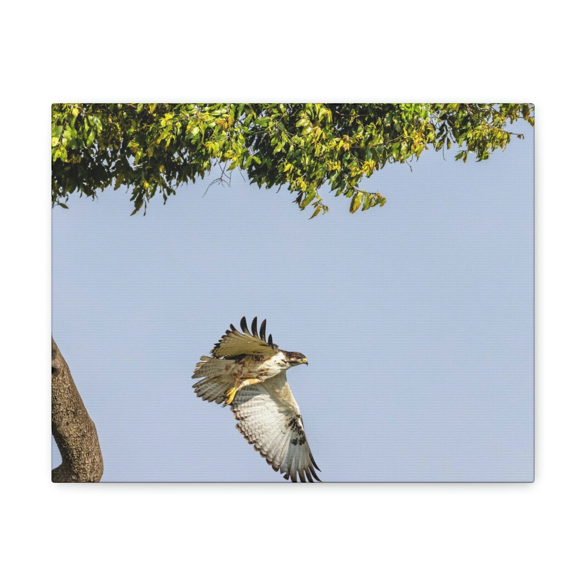 Scripture Walls Buzzard Hunting Buzzard on Hunt Print Animal Wall Art Wildlife Canvas Prints Wall Art Ready to Hang Unframed-Express Your Love Gifts