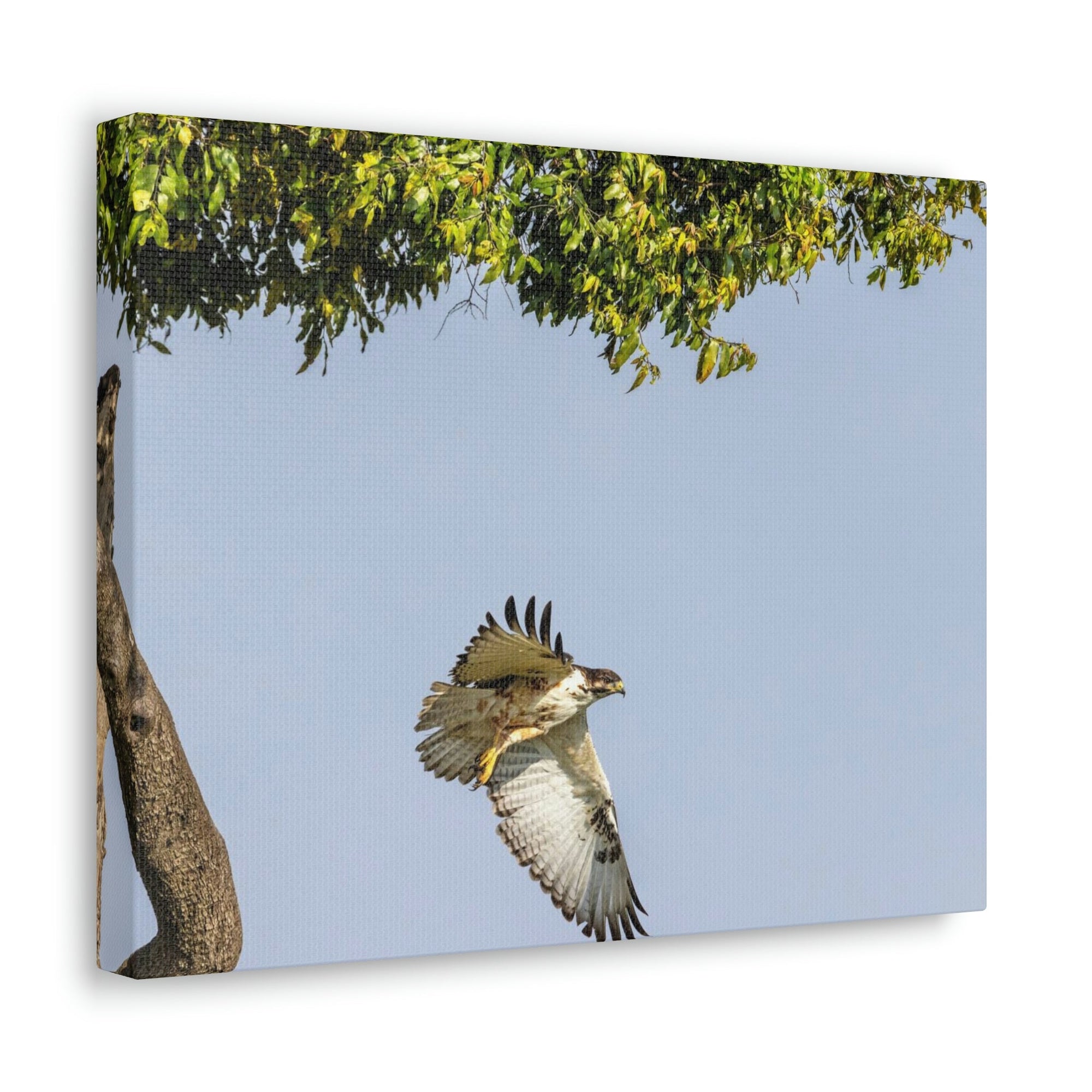 Scripture Walls Buzzard Hunting Buzzard on Hunt Print Animal Wall Art Wildlife Canvas Prints Wall Art Ready to Hang Unframed-Express Your Love Gifts