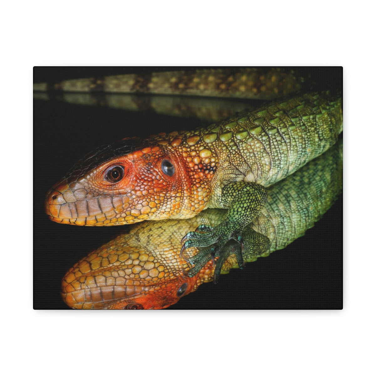 Scripture Walls Caiman Lizard Hunting Caiman Lizard on Hunt Print Animal Wall Art Wildlife Canvas Prints Wall Art Ready to Hang Unframed-Express Your Love Gifts