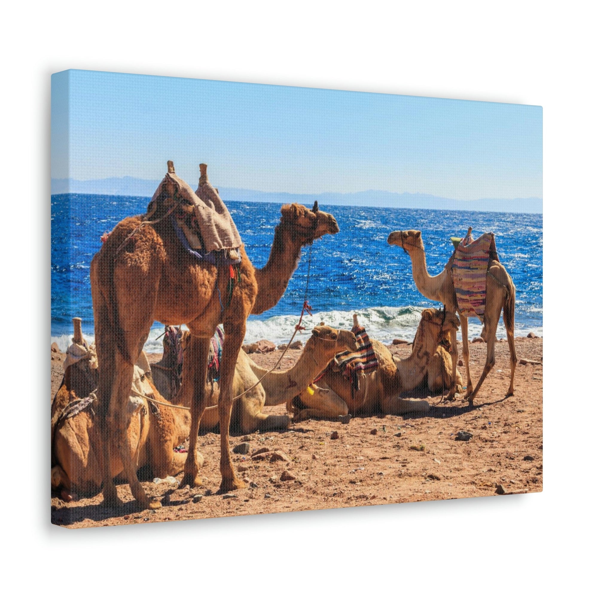 Scripture Walls Camel Couple Camel Troop Print Animal Wall Art Wildlife Canvas Prints Wall Art Ready to Han Unframed-Express Your Love Gifts