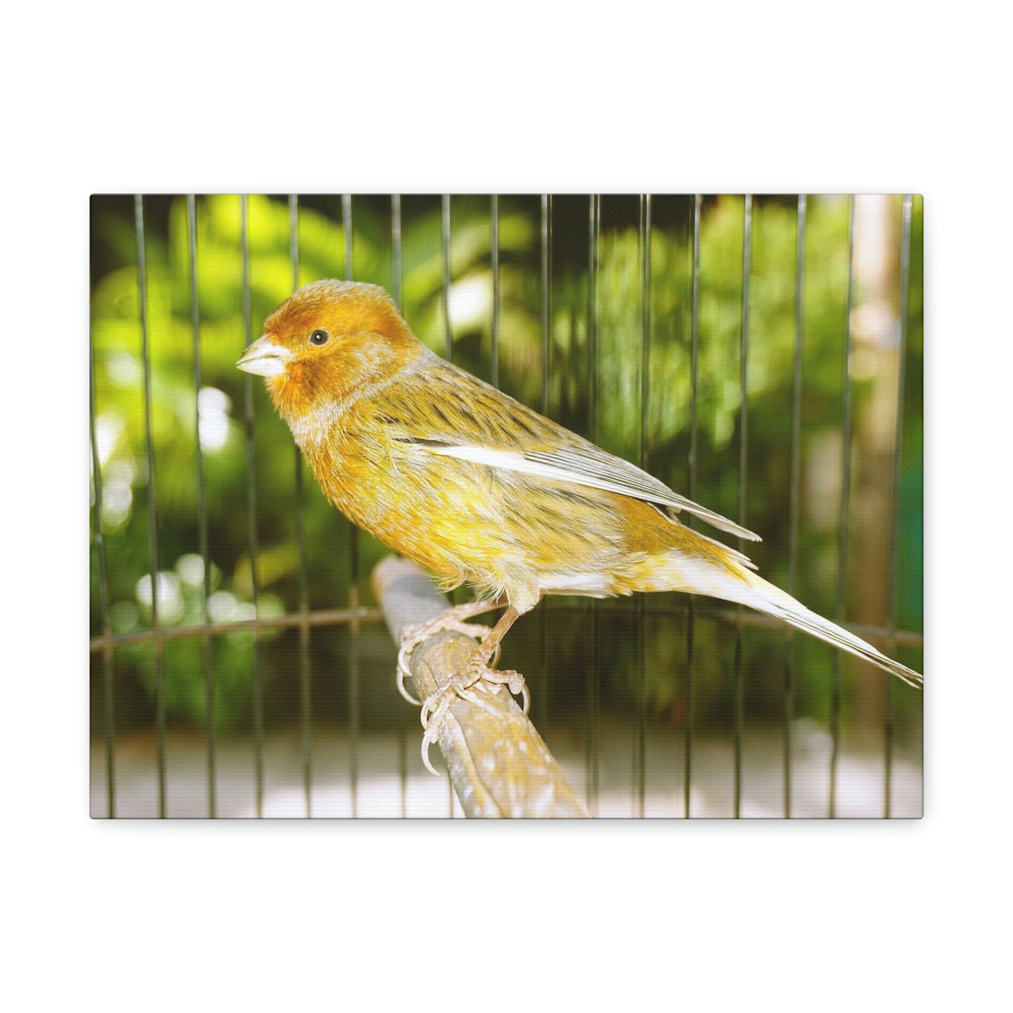 Scripture Walls Canary Hunting Canary on Hunt Print Animal Wall Art Wildlife Canvas Prints Wall Art Ready to Hang Unframed-Express Your Love Gifts