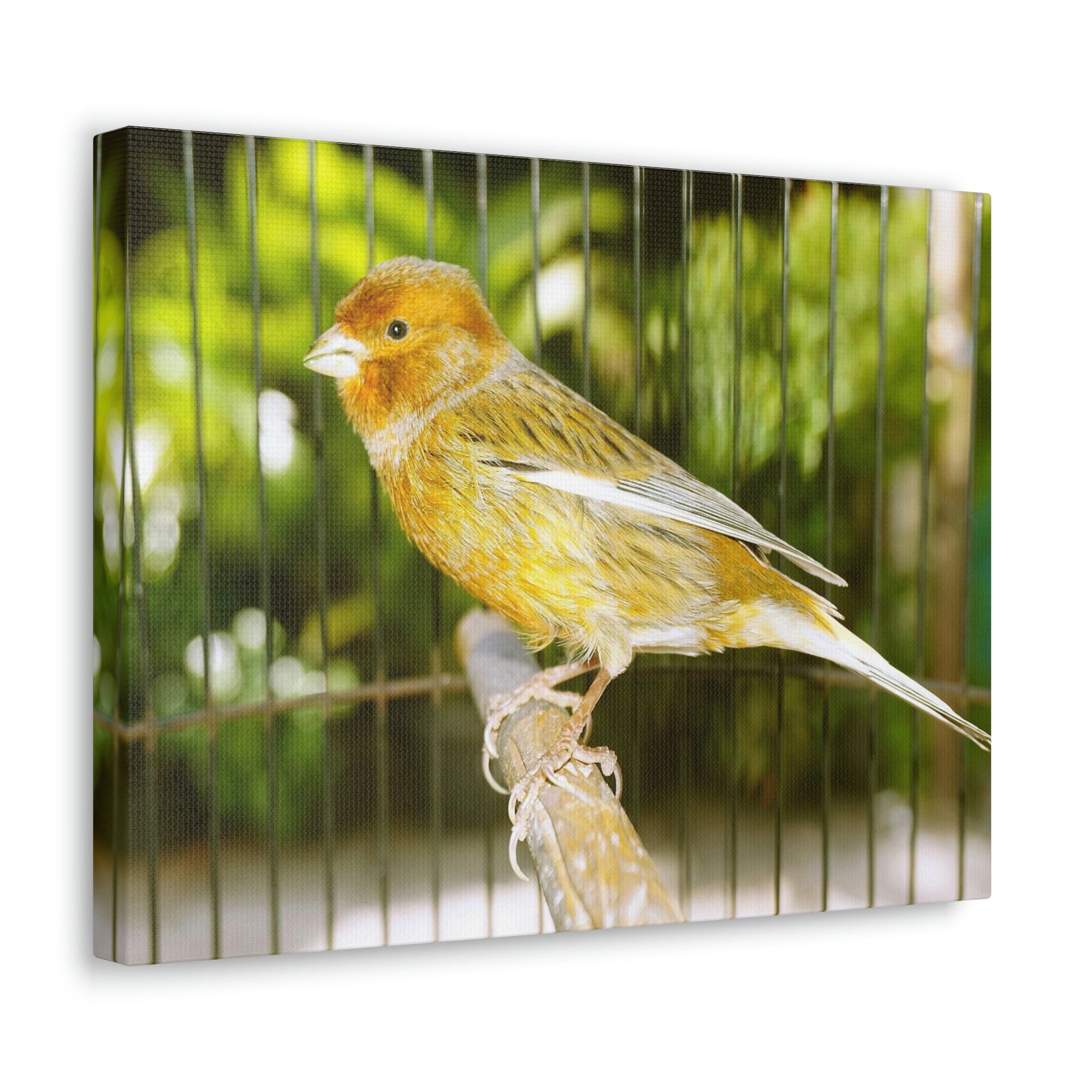 Scripture Walls Canary Hunting Canary on Hunt Print Animal Wall Art Wildlife Canvas Prints Wall Art Ready to Hang Unframed-Express Your Love Gifts