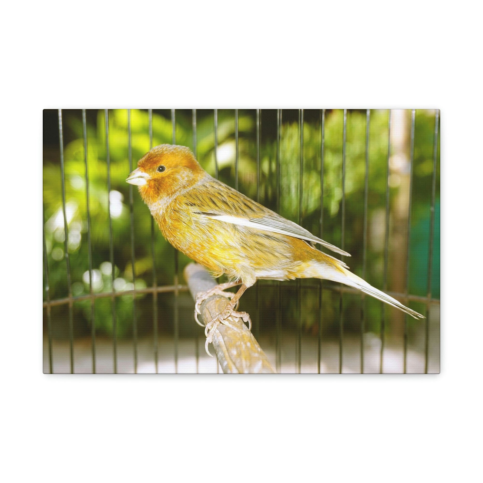 Scripture Walls Canary Hunting Canary on Hunt Print Animal Wall Art Wildlife Canvas Prints Wall Art Ready to Hang Unframed-Express Your Love Gifts