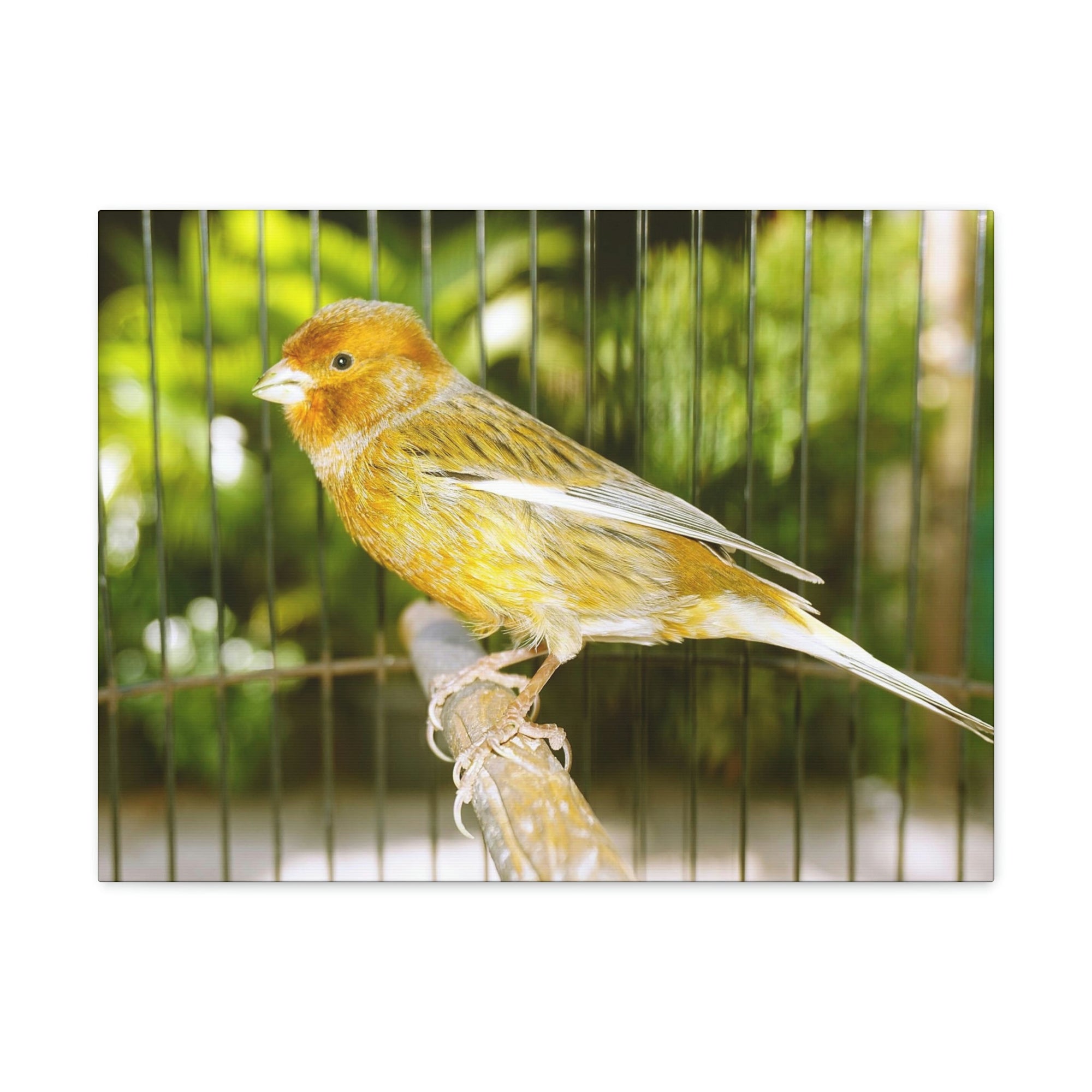 Scripture Walls Canary Hunting Canary on Hunt Print Animal Wall Art Wildlife Canvas Prints Wall Art Ready to Hang Unframed-Express Your Love Gifts