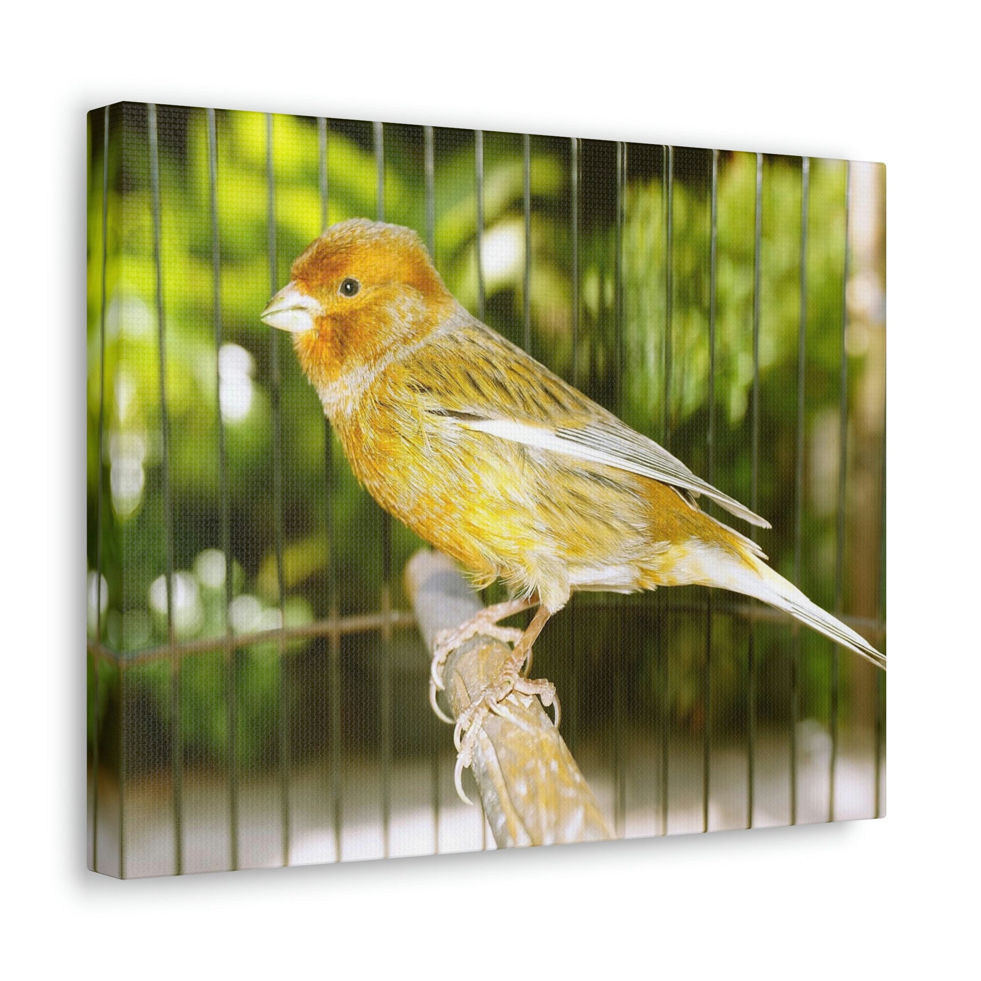 Scripture Walls Canary Hunting Canary on Hunt Print Animal Wall Art Wildlife Canvas Prints Wall Art Ready to Hang Unframed-Express Your Love Gifts